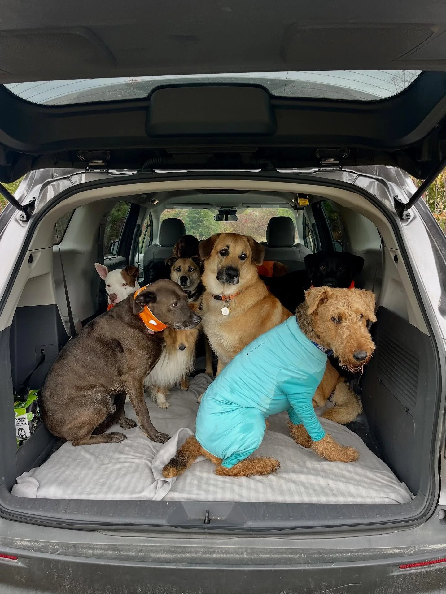 New camp car&hellip;look at all that space! We need some more dogs to fill it up so I can enjoy the puppy pile on the drives home again 🥰