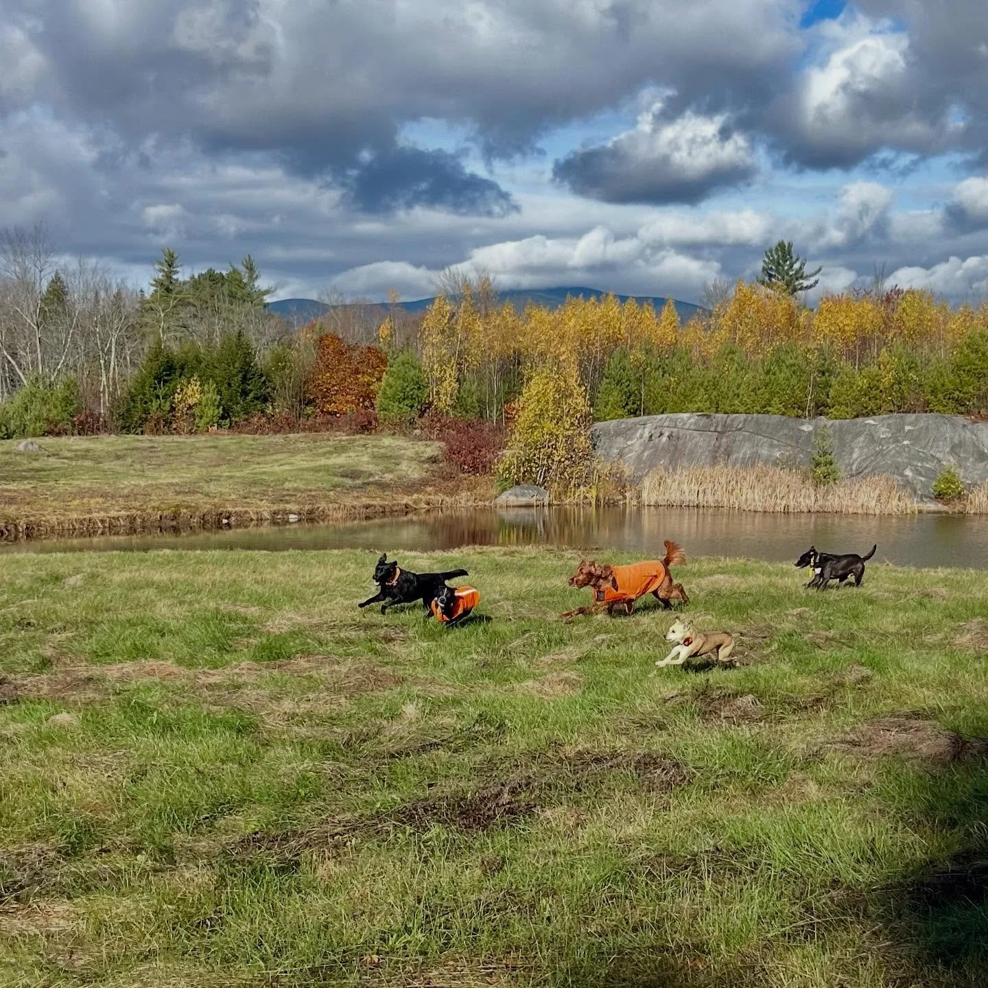 With a couple of newish young dogs on Thursdays, I have my work cut out for me! They&rsquo;re working on learning the rules of camp, respecting everyone&rsquo;s boundaries, and learning that being around other dogs doesn&rsquo;t mean a nonstop play p