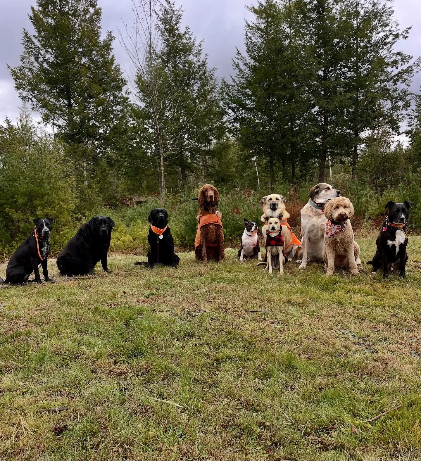 The Thursday pack is coming along! Learning the rules and each other&rsquo;s boundaries