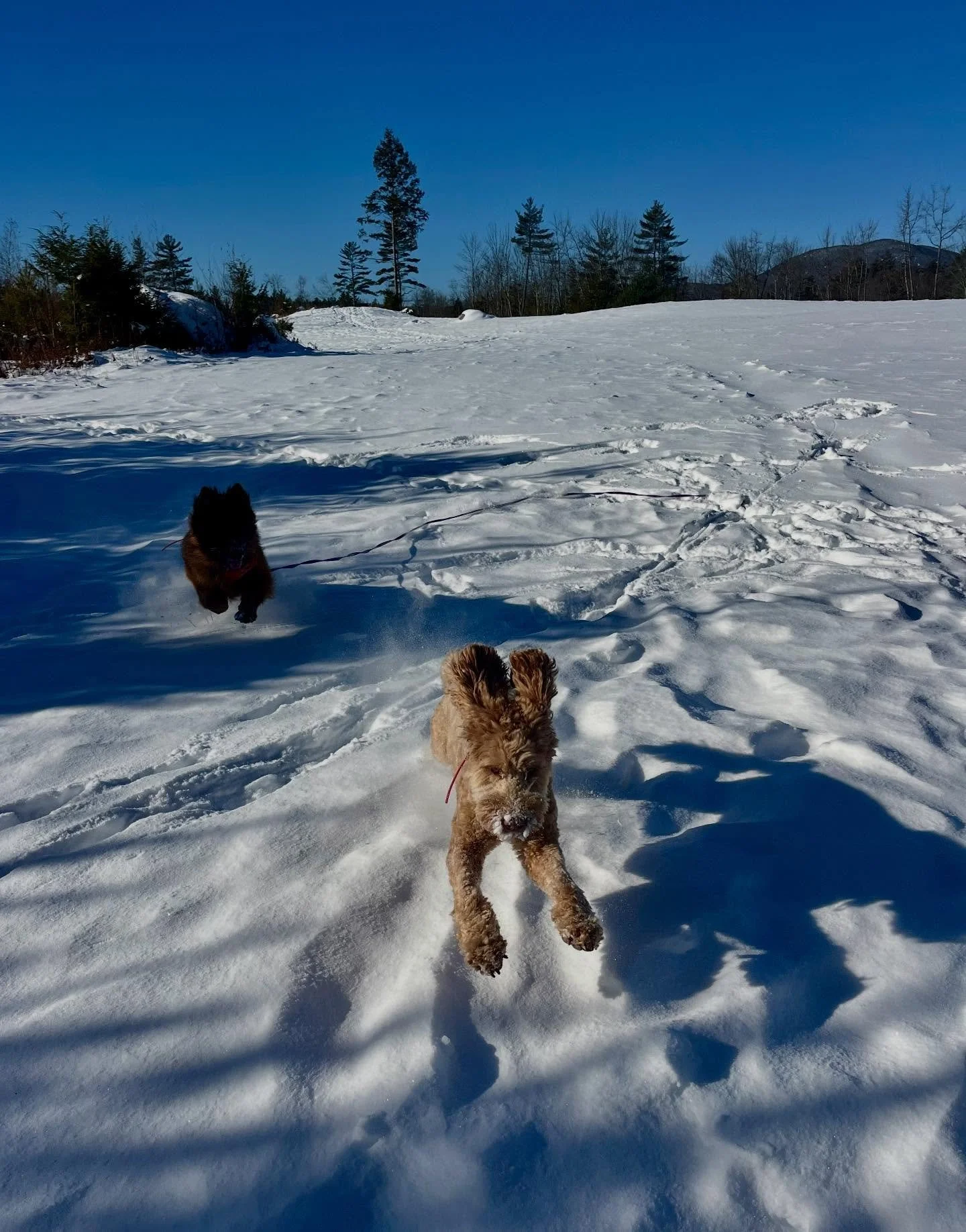 The dogs will tell you-the trick to staying warm in this weather is KEEP MOVING! 🏃&zwj;♀️🏃&zwj;♀️