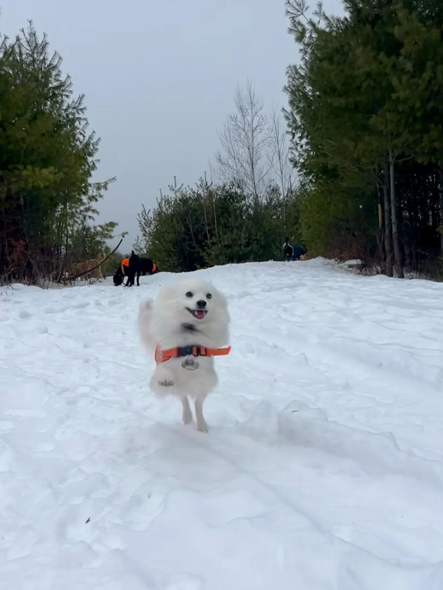 It&rsquo;s snowing!!!! 🌨️