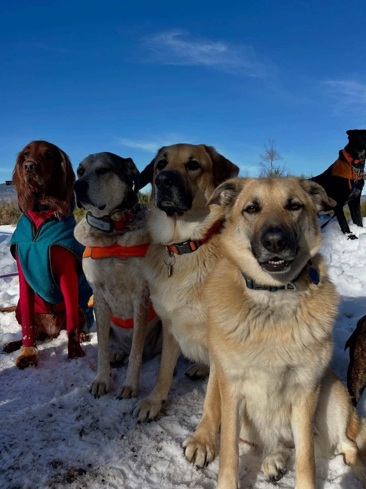 Forgot to post last Thursday but I couldn&rsquo;t leave these portraits in my phone!