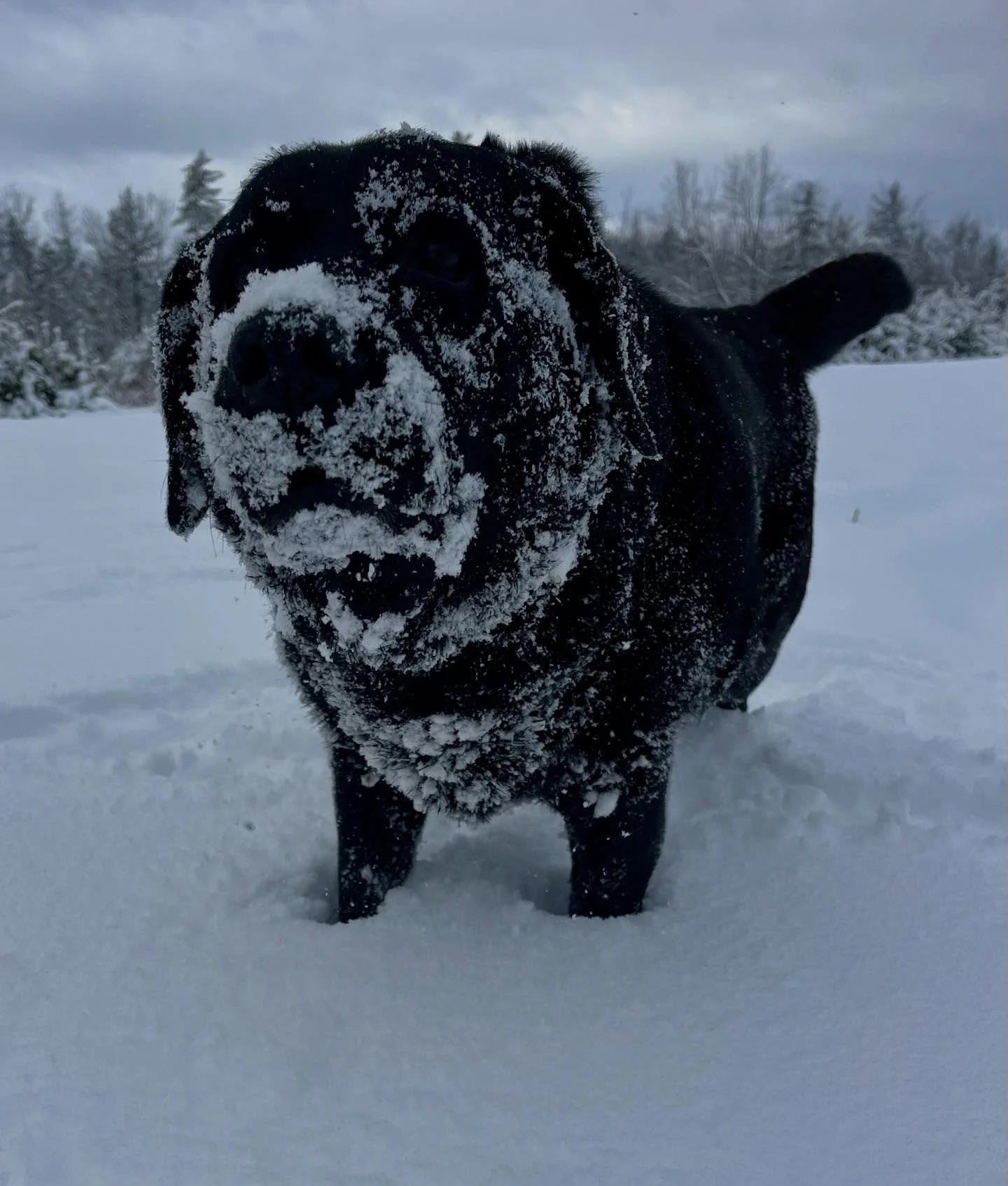 Merry Christmas from this group of total maniacs!