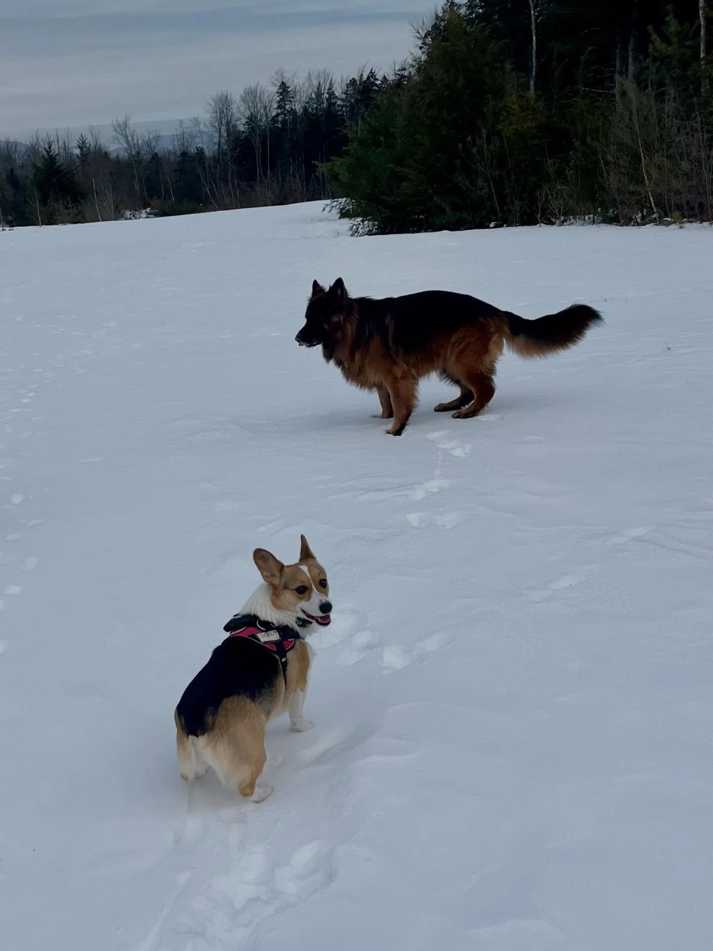 This little cutie Scout came for her trial camp day today! She was pretty intimidated by the group but managed to have a little bit of fun 😊