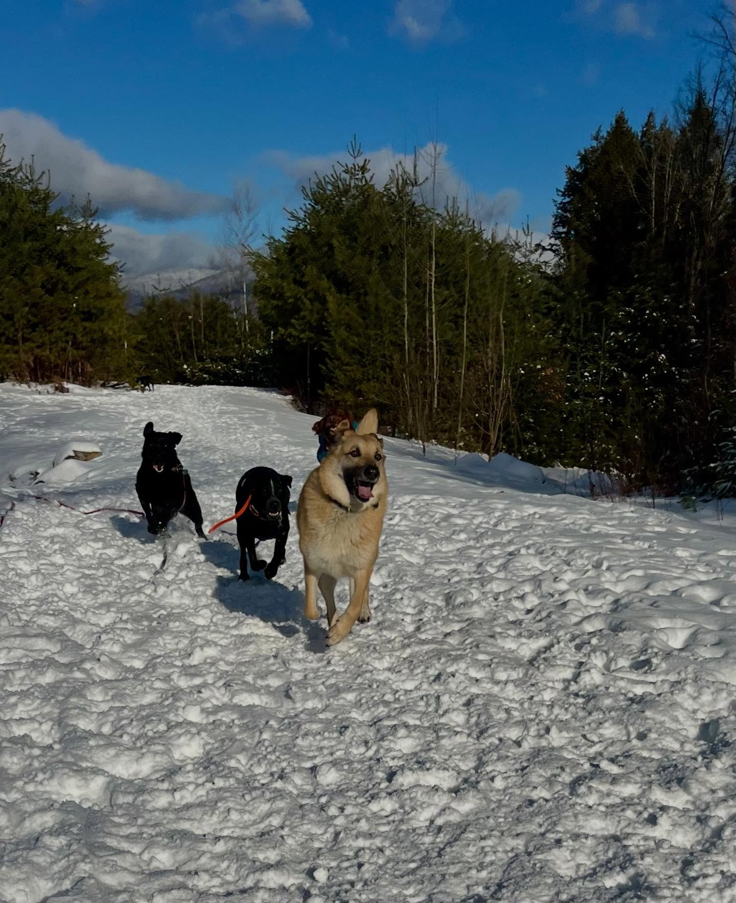 Plenty of excitement and many zoomies from the Thursday pups today 😊