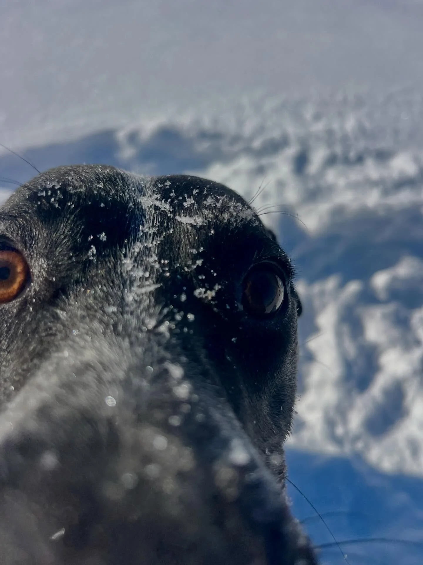 We&rsquo;re back! I think the Thursday dogs saved up all their zoomies since the last time I saw them 🤪