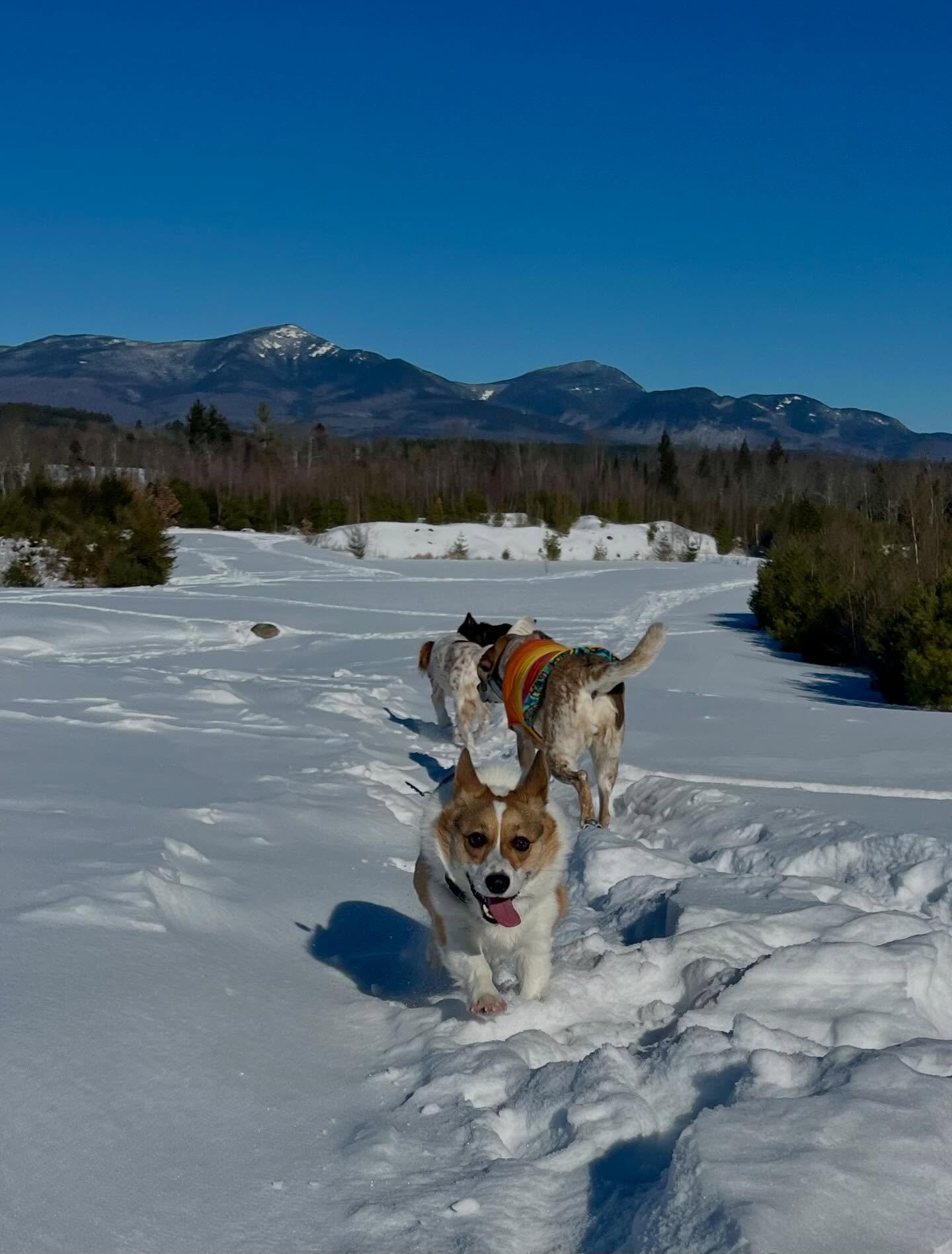 Yesterday&hellip;Scout&rsquo;s still getting to know everyone but she&rsquo;s having a blast doing it!