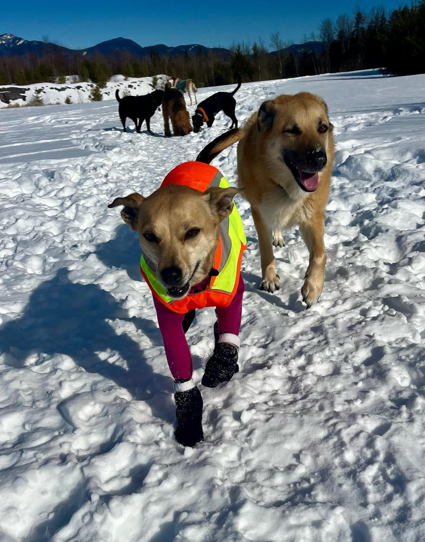 Perfect bluebird day today 🌞❄️