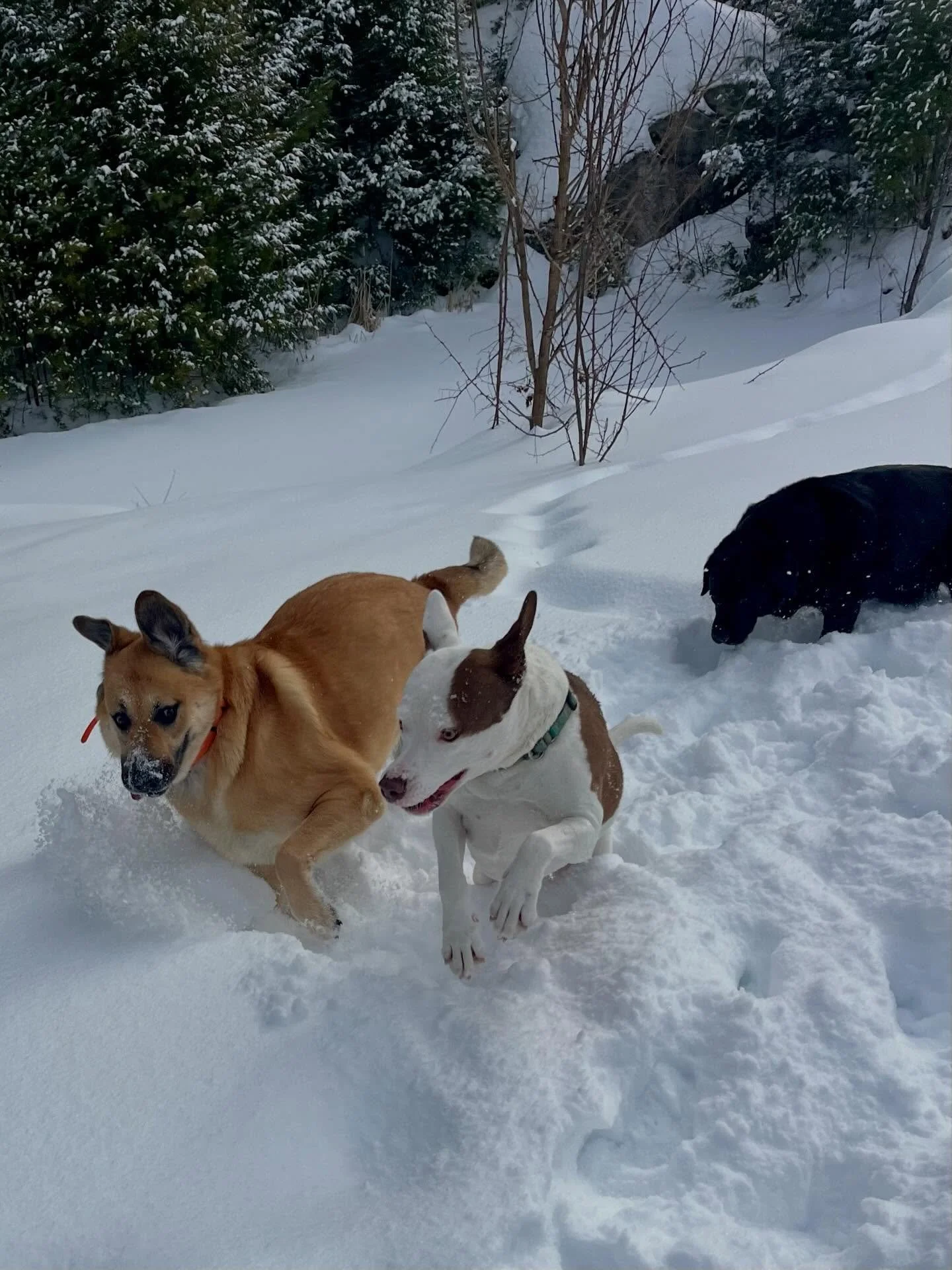 These goofballs 🤪