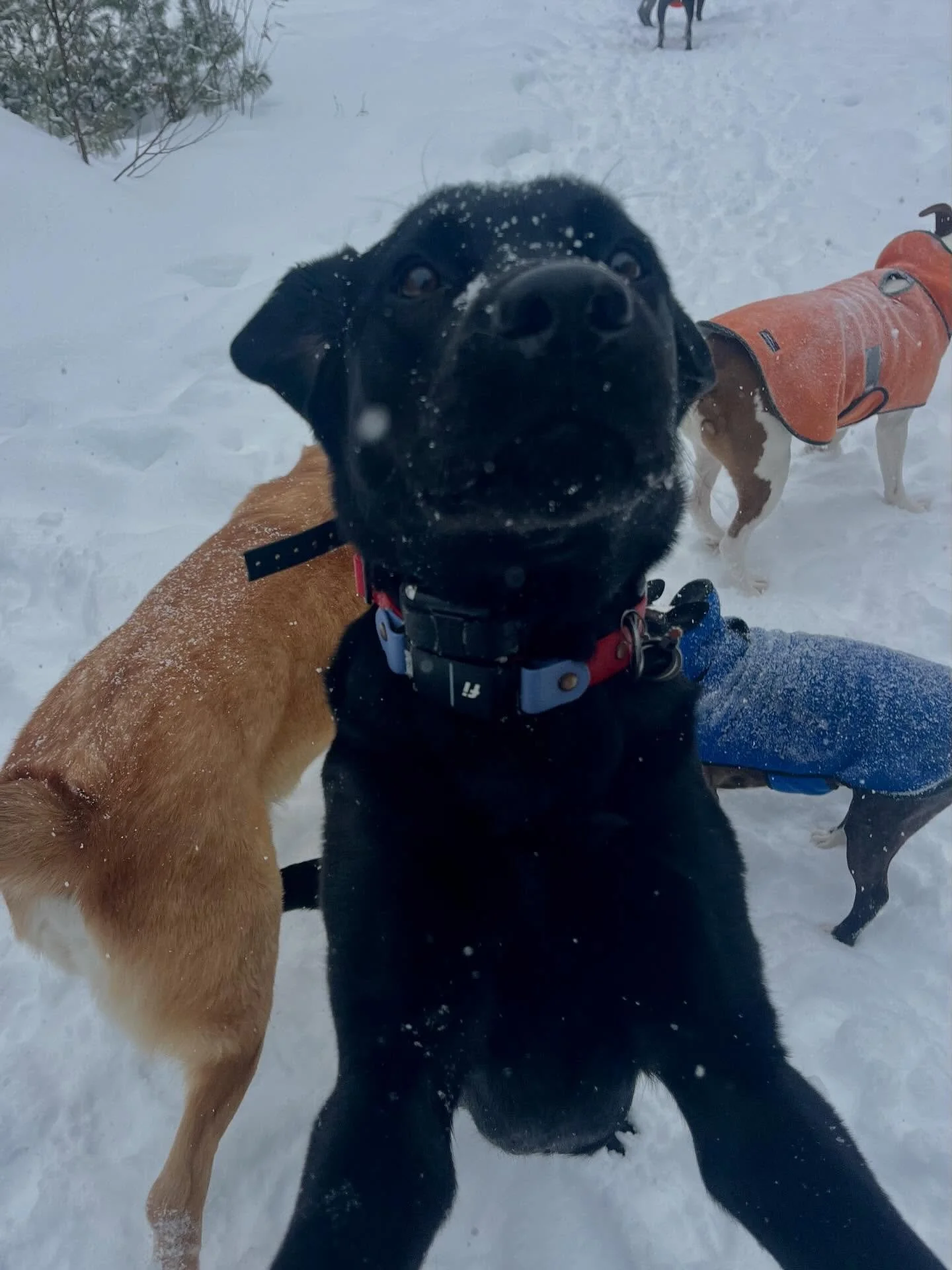 Happy Snow day!!! ❄️❄️❄️