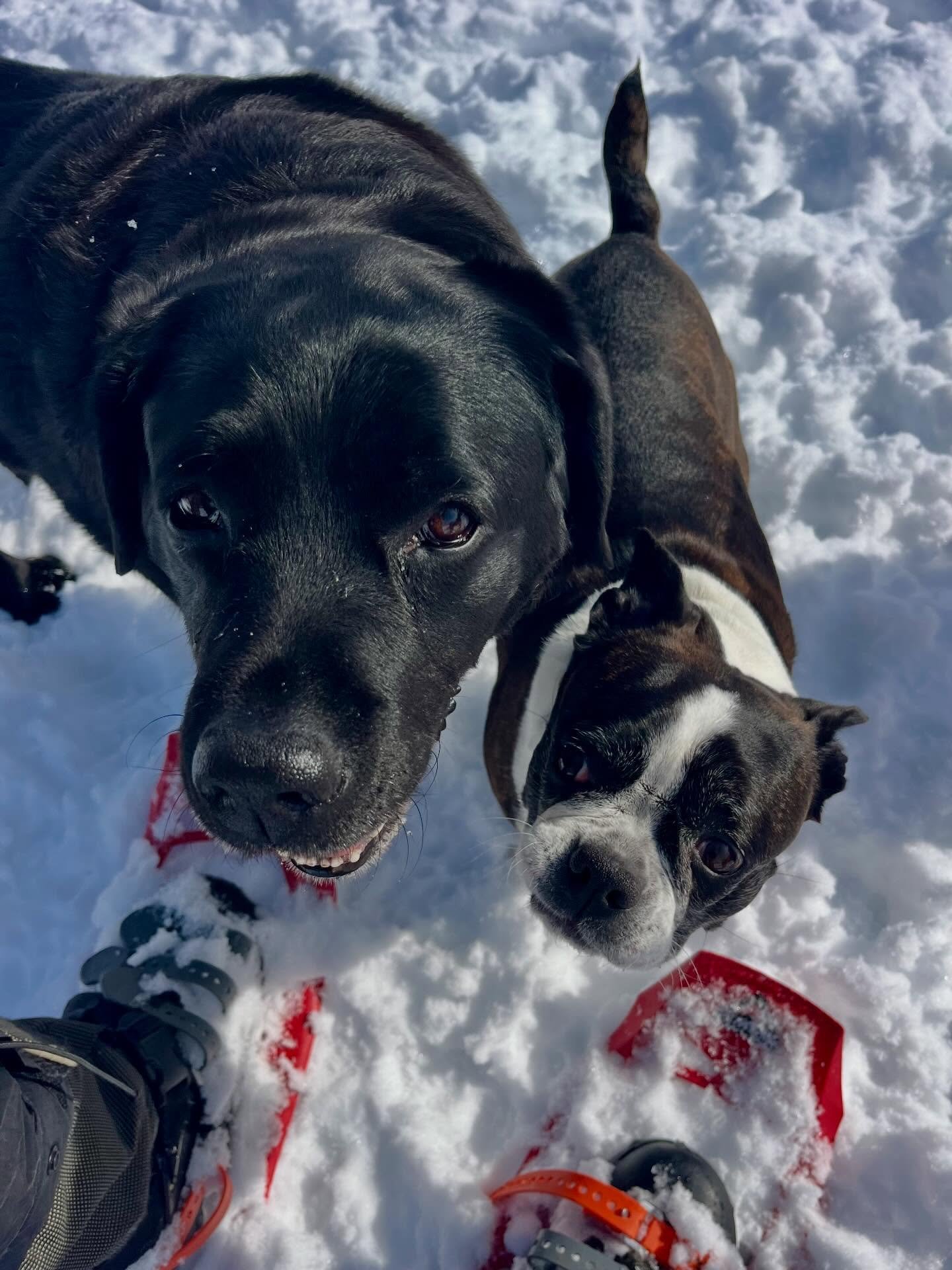 Wild Wednesday strikes again!