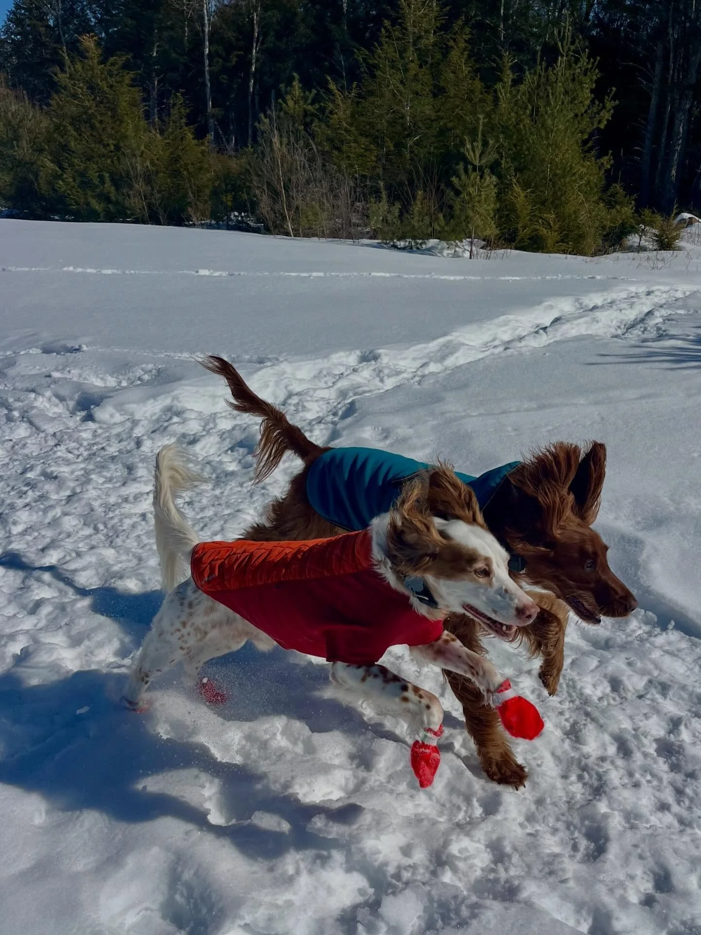 Snow, sunshine, and dog friends ☺️