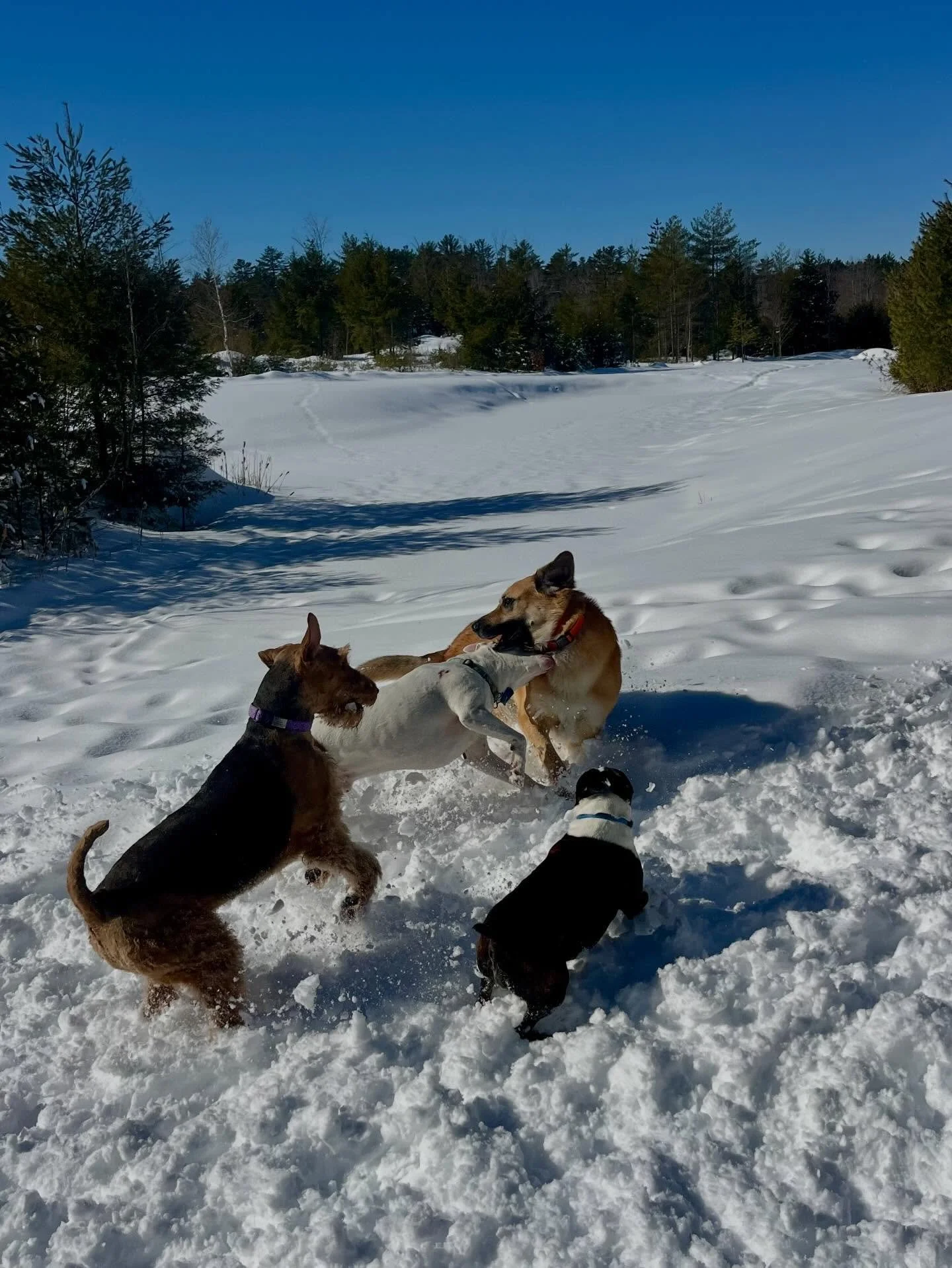 Fresh snow and sunshine and we were feeling good today!