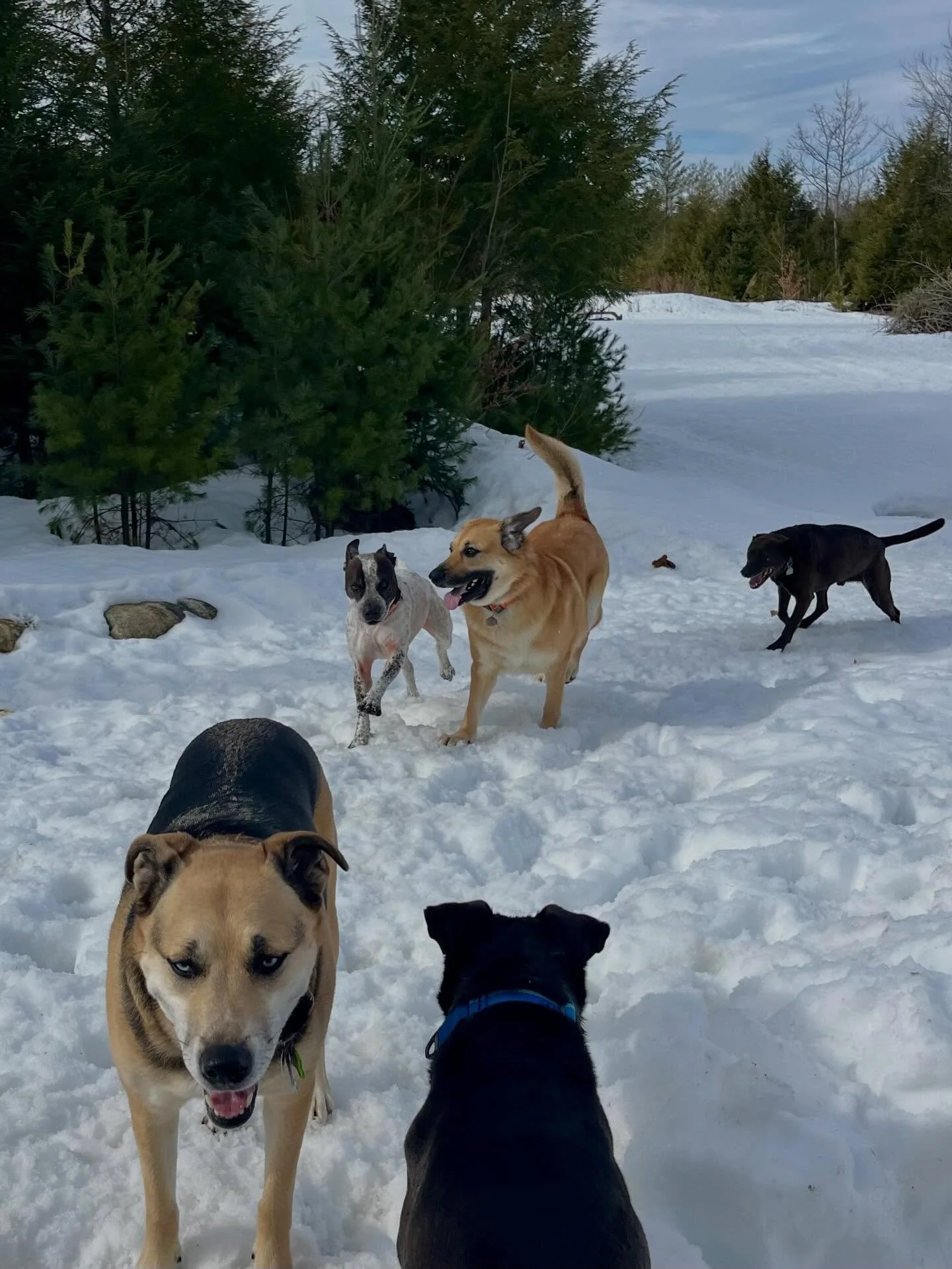 Porkchop joined us today to visit some of his old buddies and make some new ones 😍