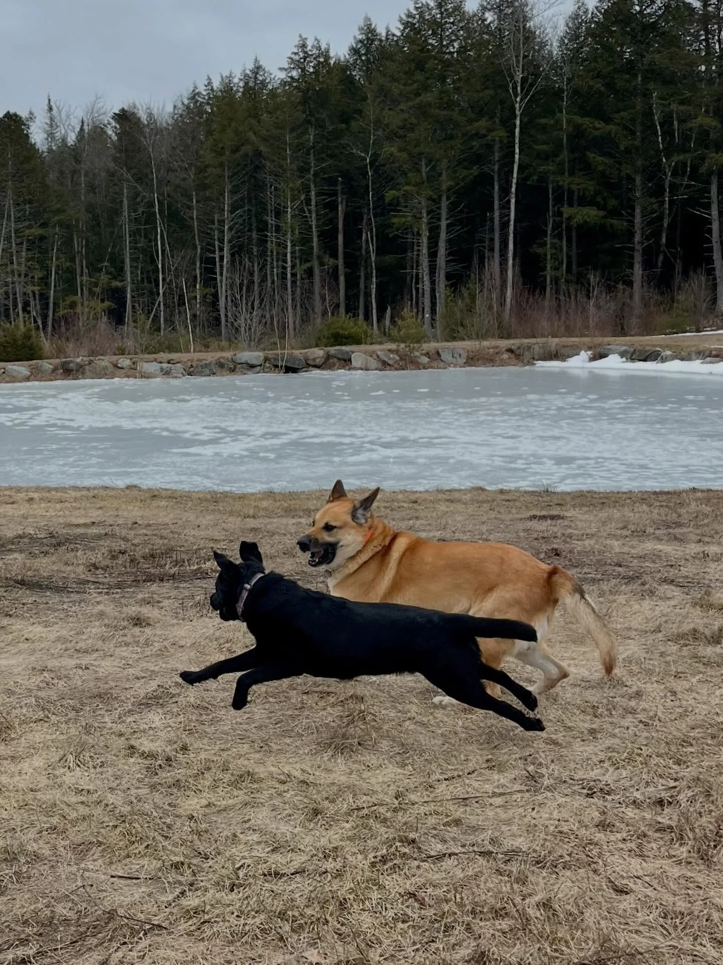 Bare ground = so many zoomies!!