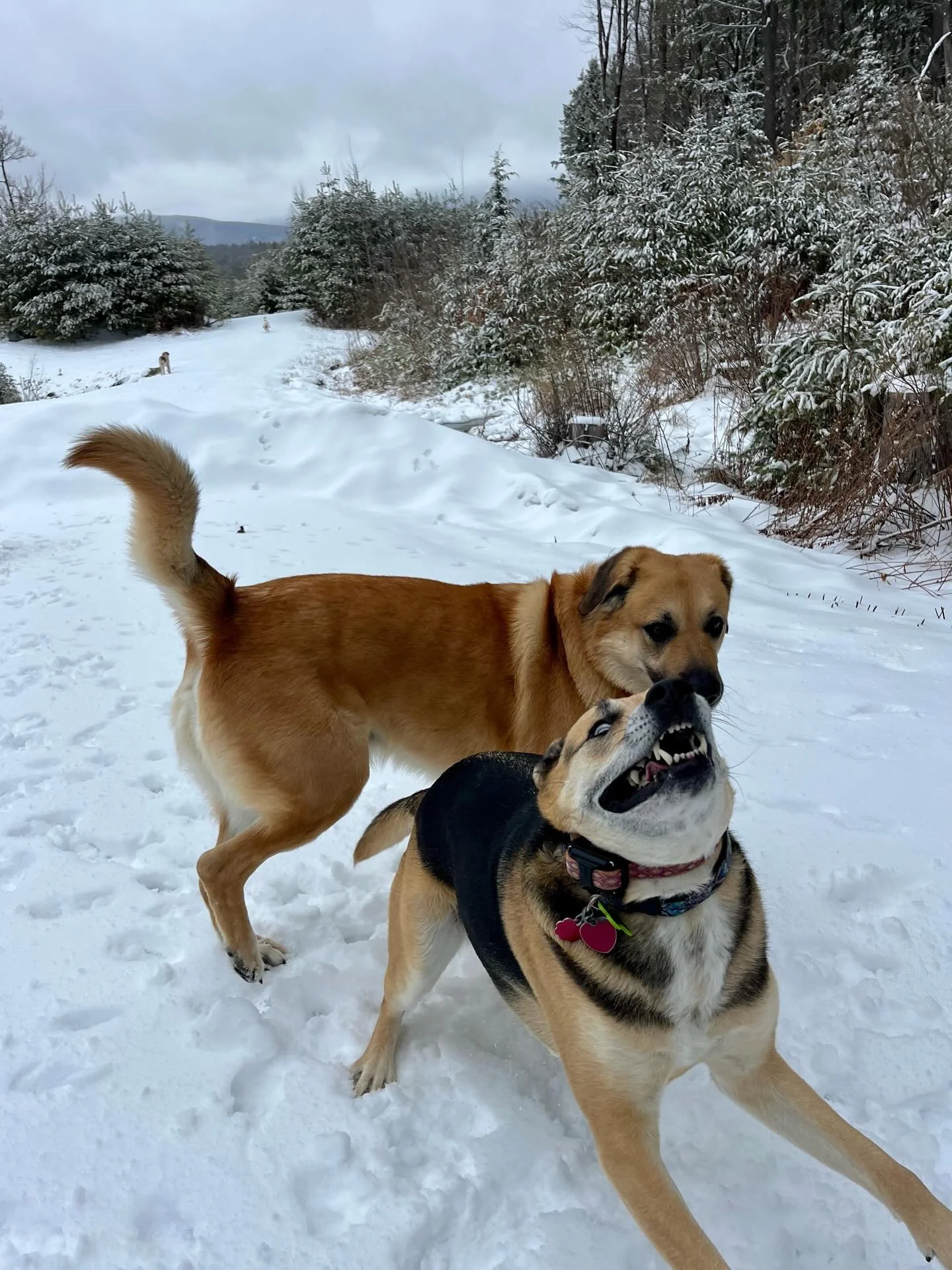 Just some normal dogs acting normal!