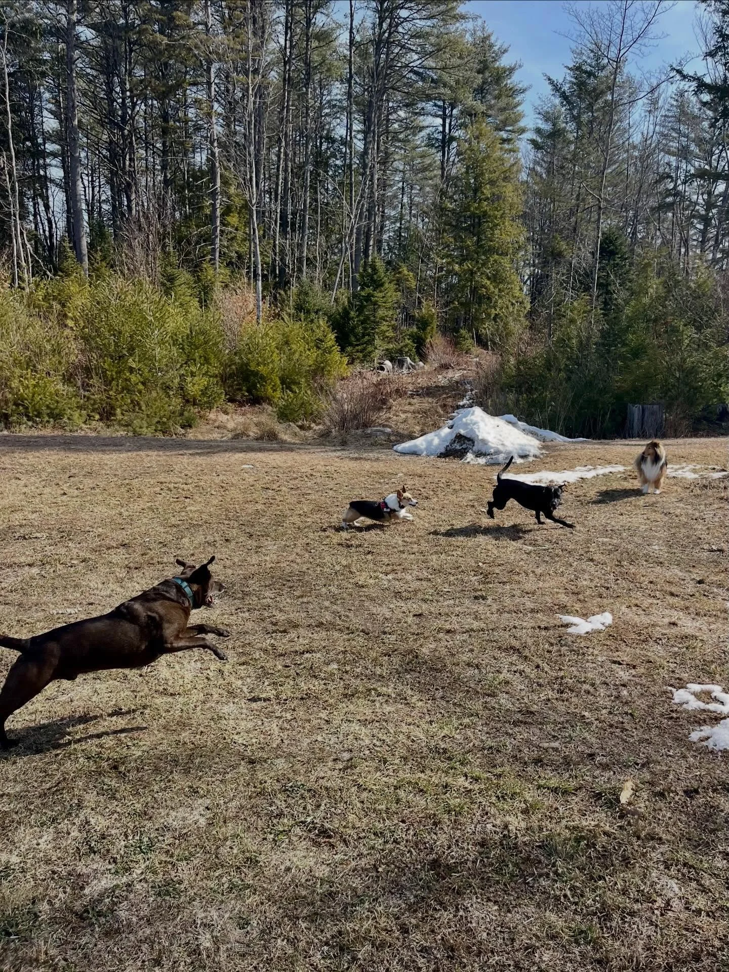 Camp today was great&hellip;except when several dogs fell through the ice and then Scout took off for a couple hours 🙄🙄🙄 Everyone is okay, and all&rsquo;s well that ends well! Maybe someone even learned a lesson from it (ha!)