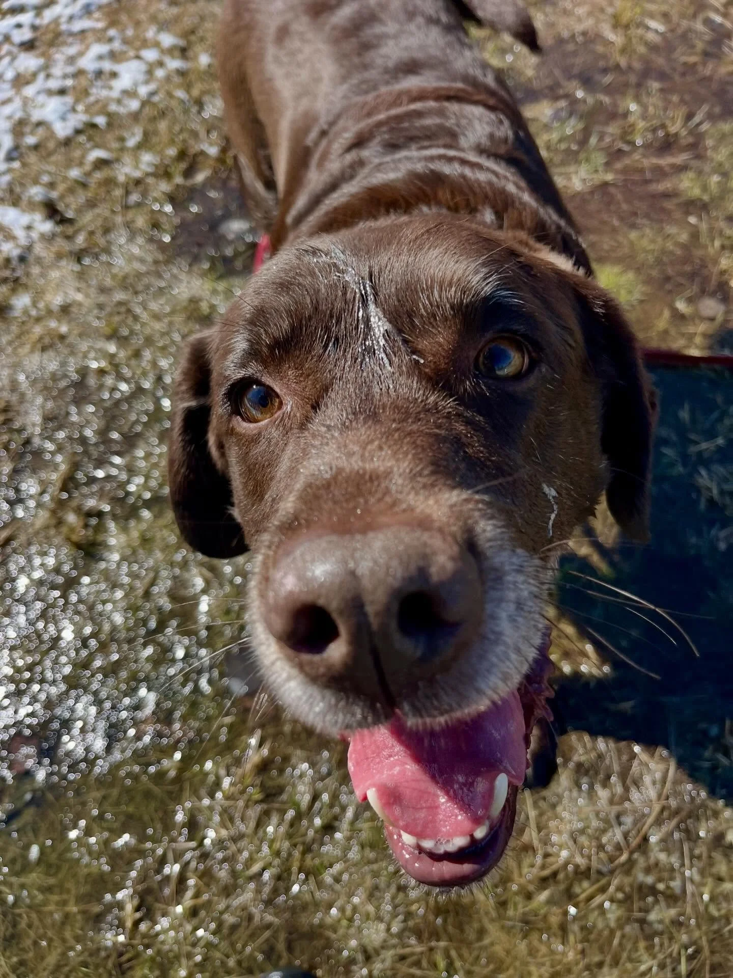Sweet boy Kenai had the best time on his first camp day today! One more lab added to the lab party 🐕&zwj;🦺🐕&zwj;🦺🐕&zwj;🦺🐕&zwj;🦺