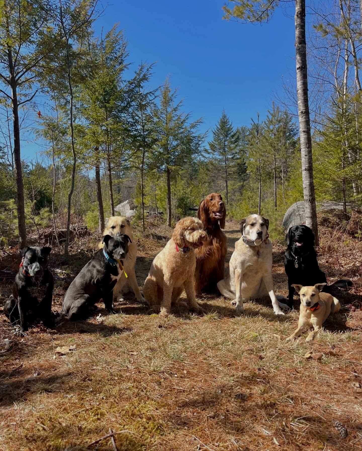 Beautiful day at dog camp 🌞🌞