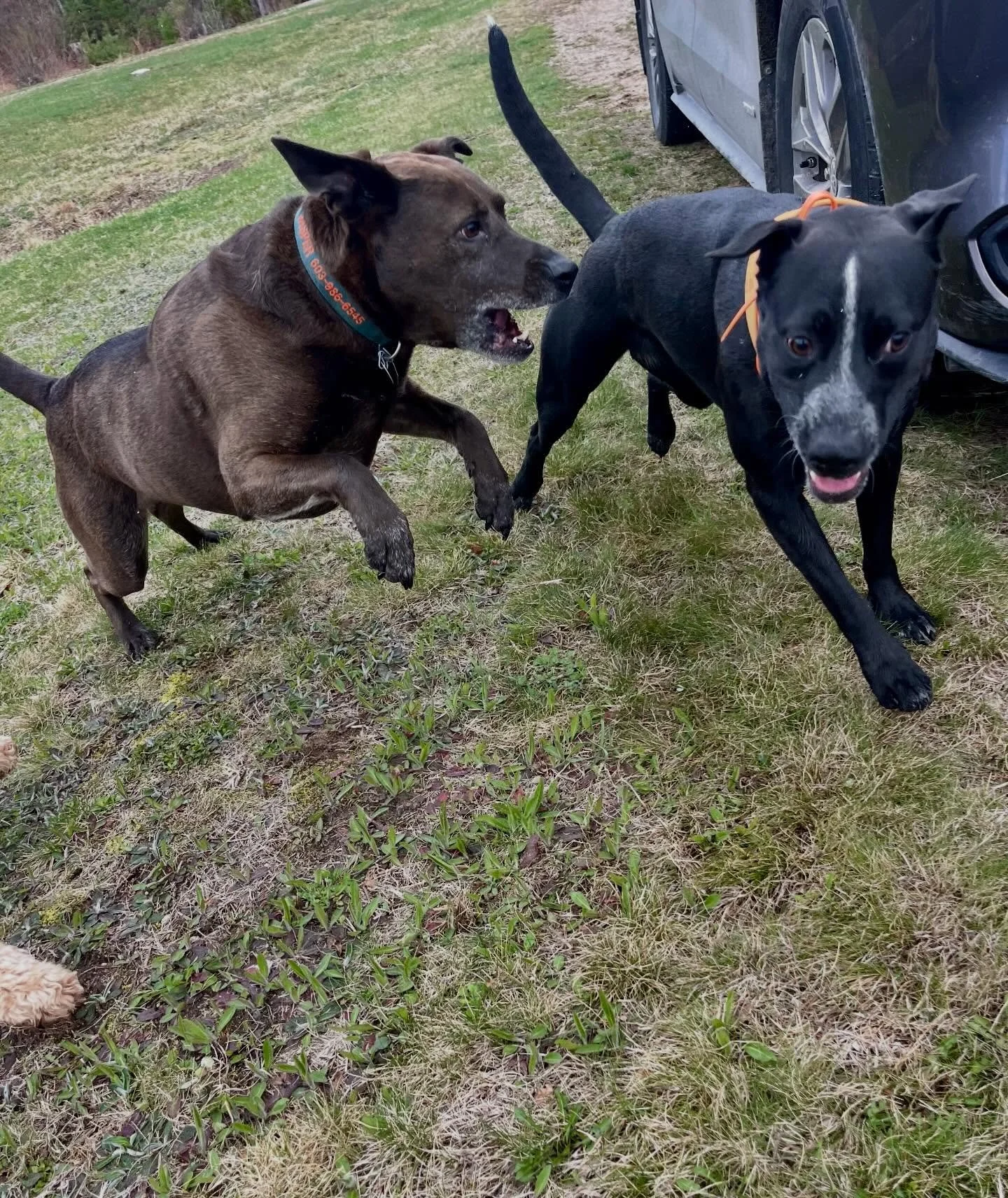 It was freezing at camp today but the dogs didn&rsquo;t mind it one bit!