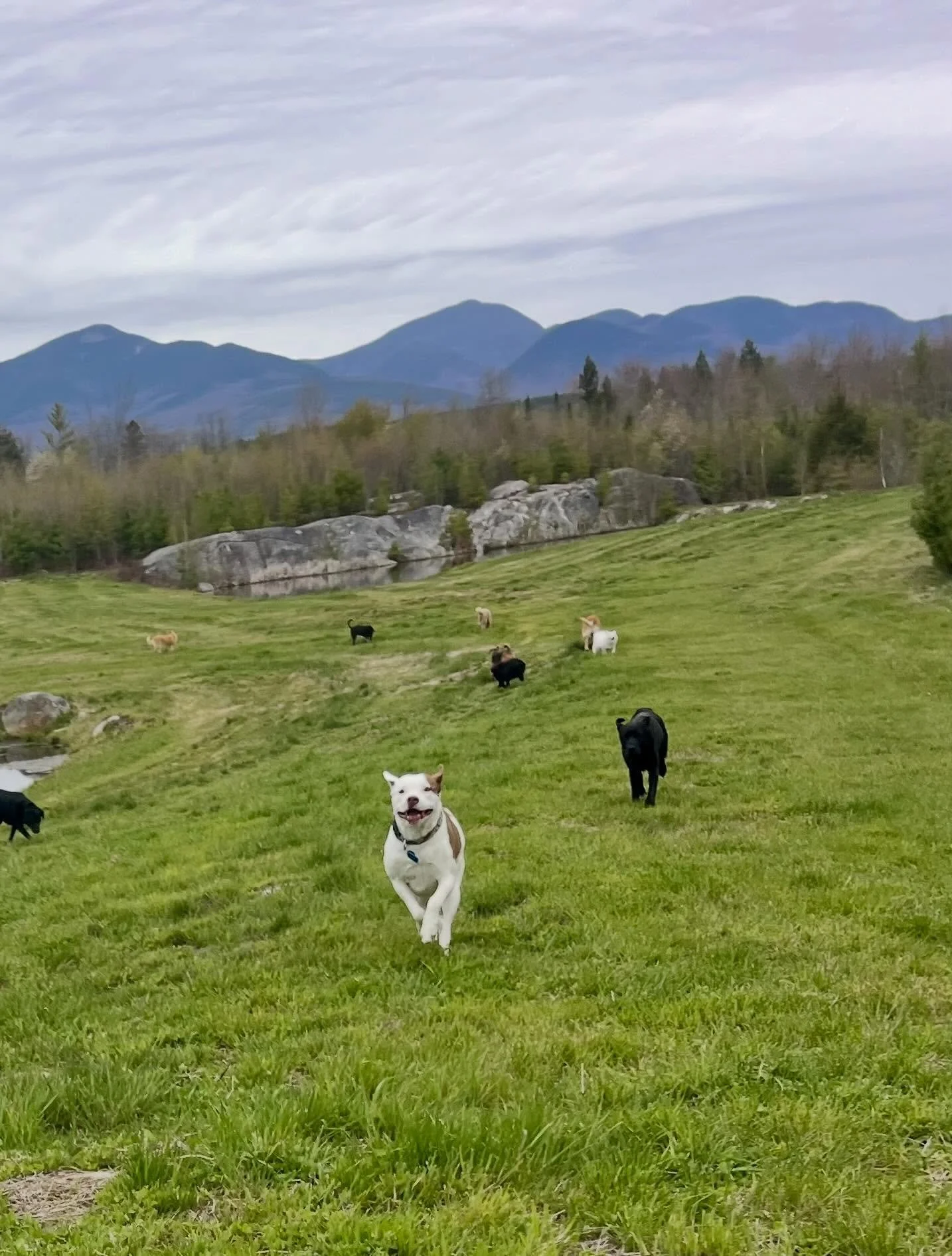 Had to get the zoomies out before the 3 days of rain!