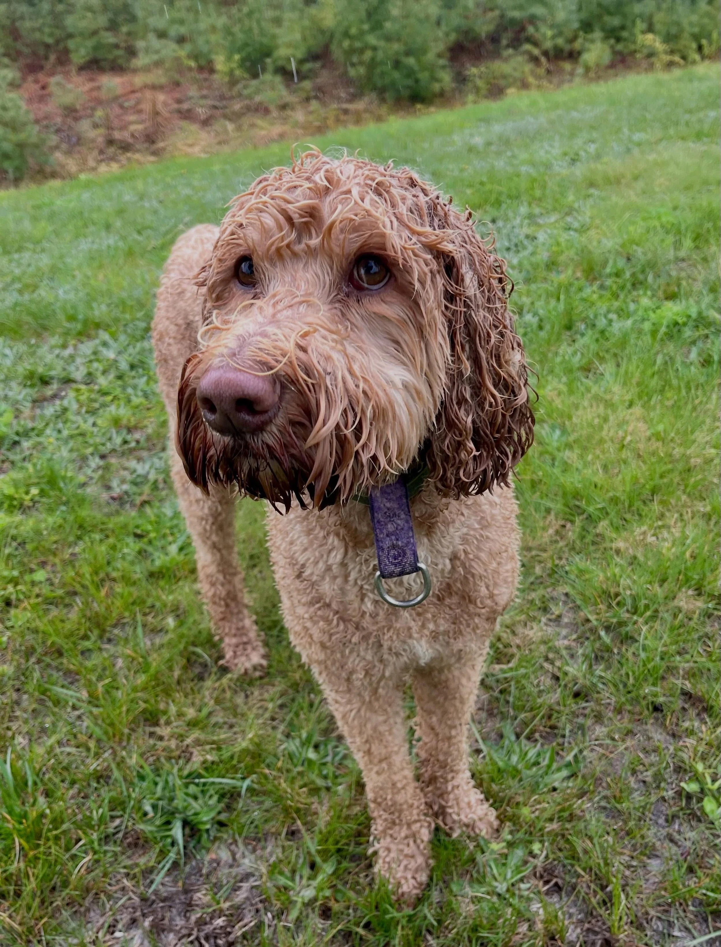 We got just a touch damp today&hellip;☔️☔️☔️