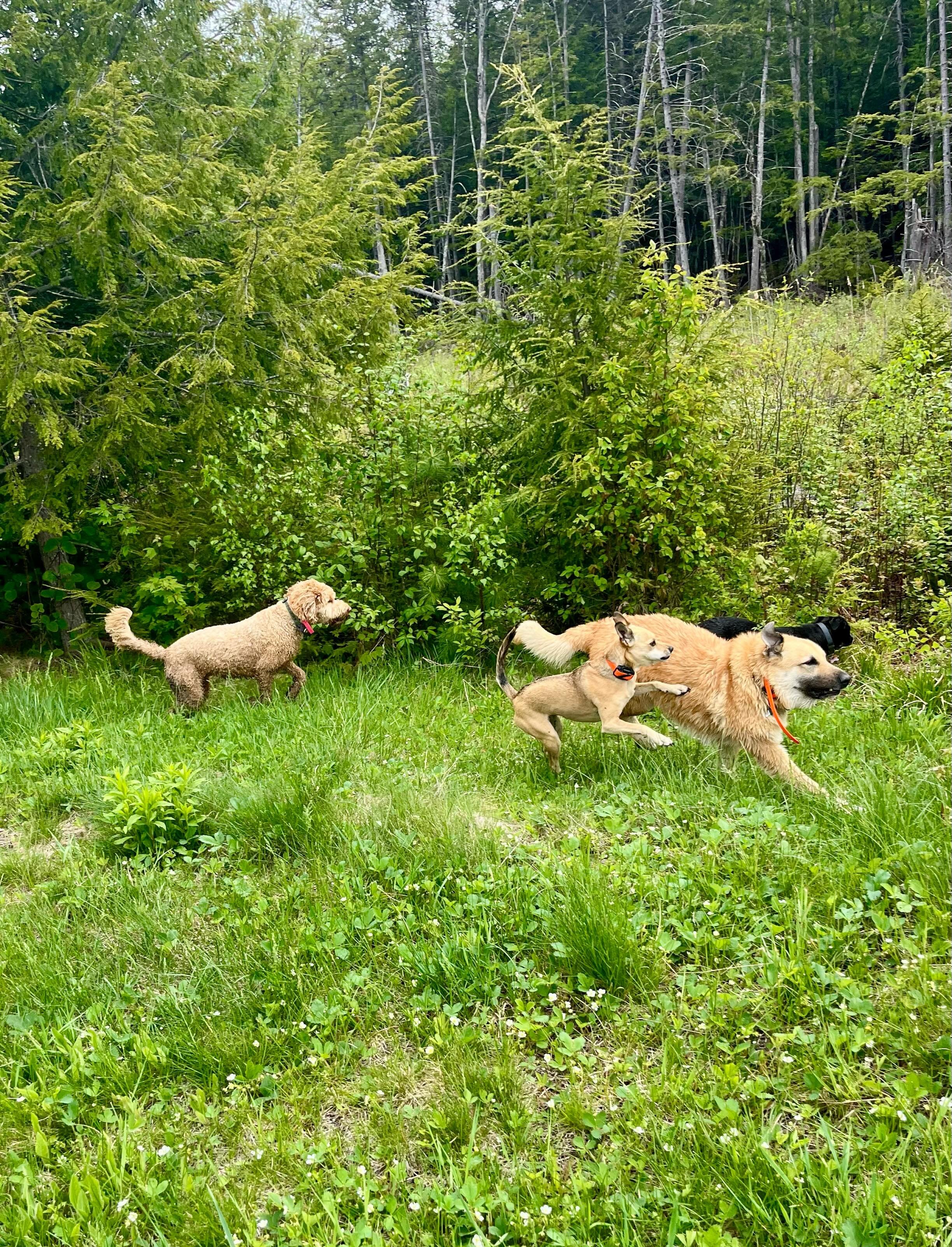 Yay-heat wave is over! Back to zoomie weather