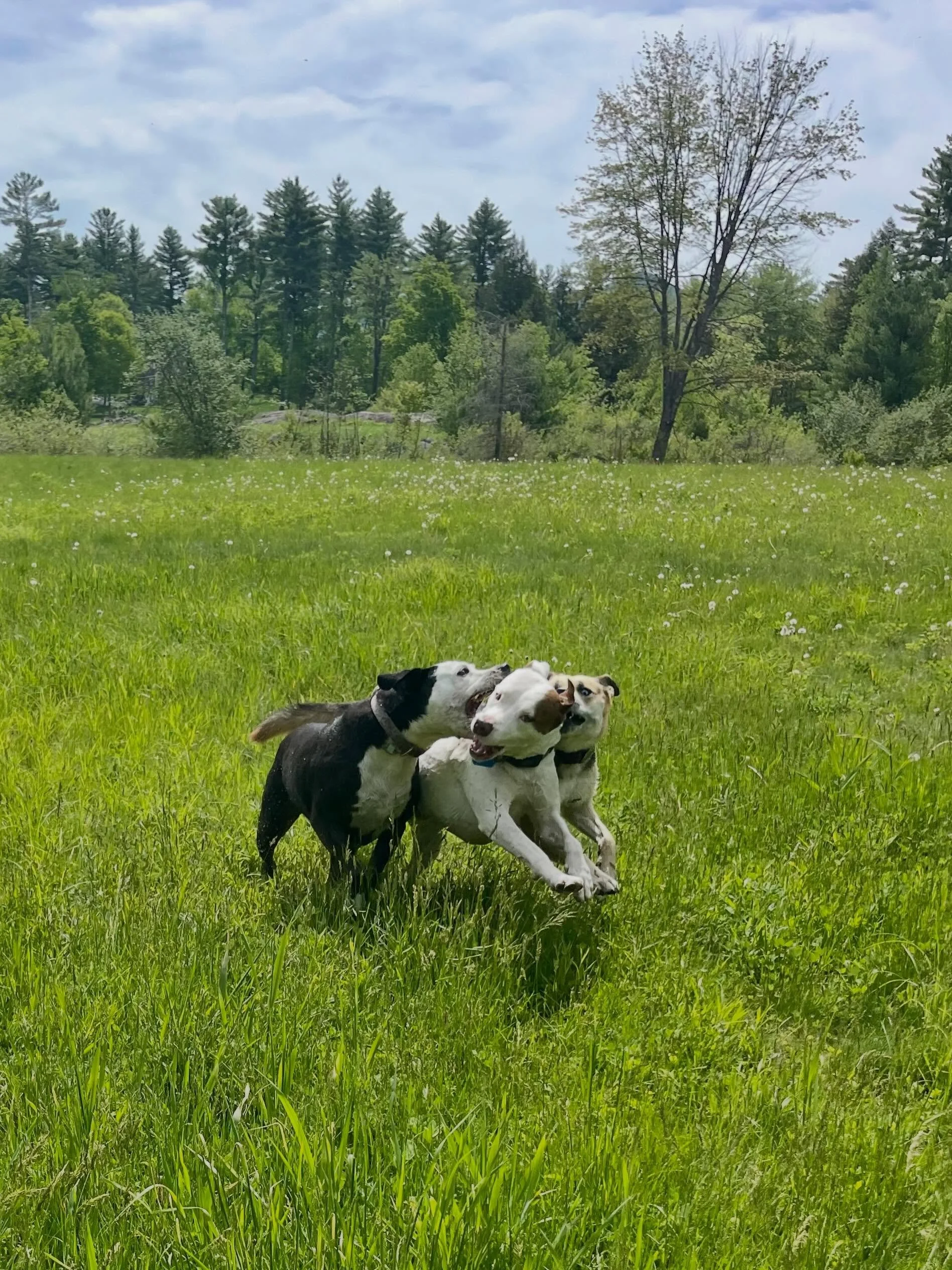 Tick-pocalypse can&rsquo;t slow us down!