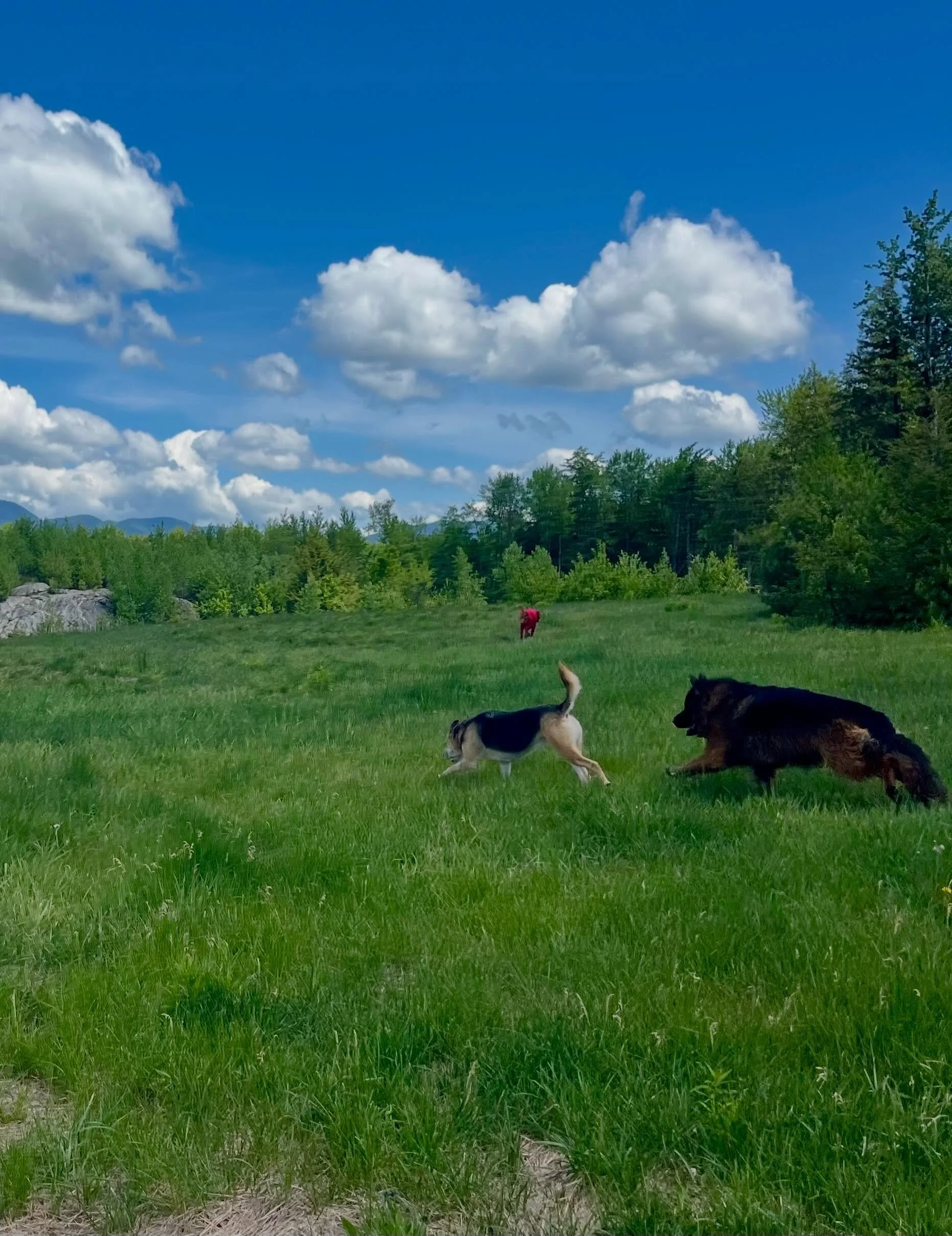 Another day in doggy paradise!