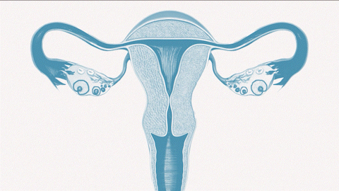 Ovaries Are Prone to ‘Exhaustion’ and ‘Fatigue.’ Or Are They?