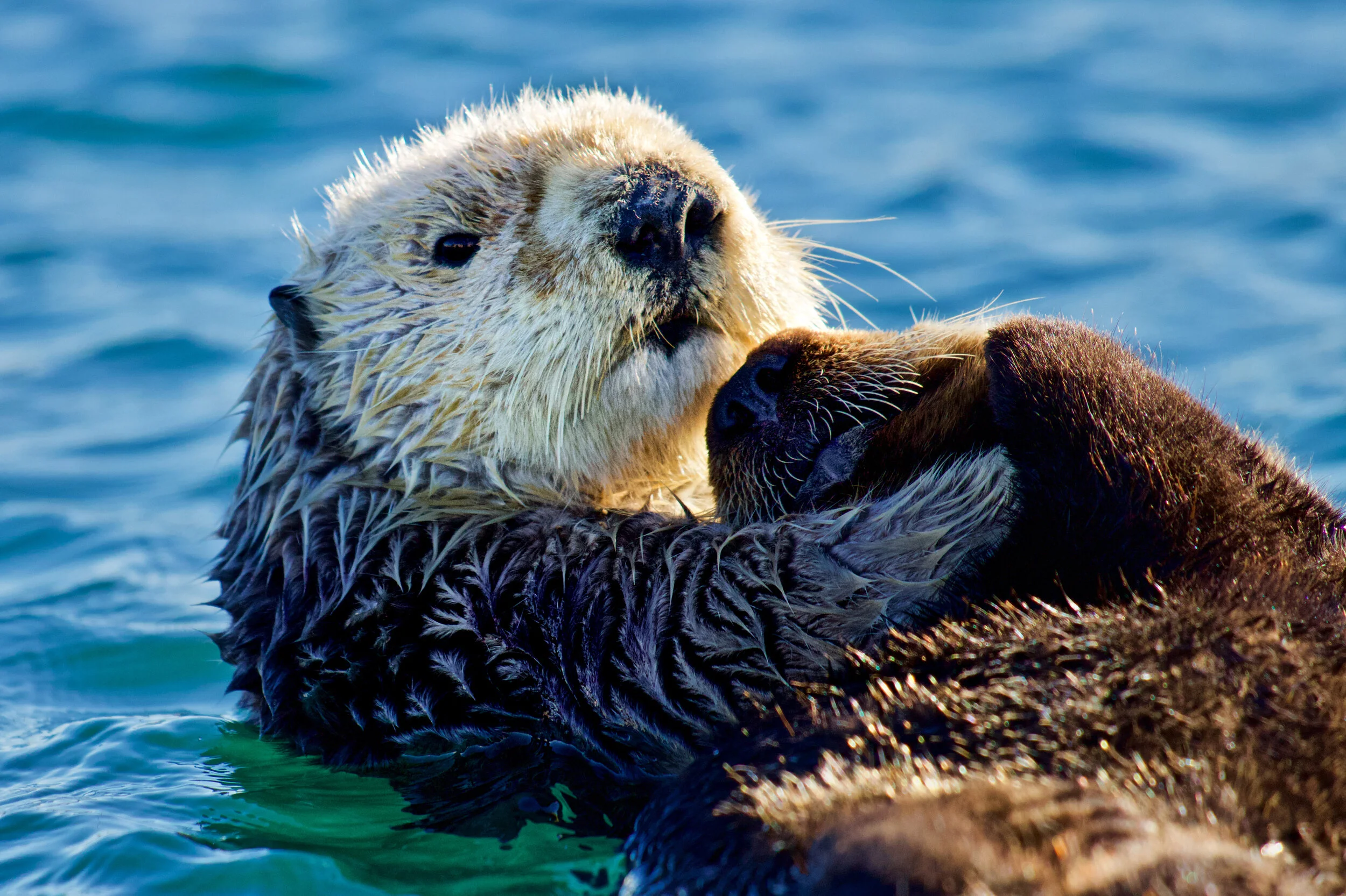 Morgan Rector Leaderone Southern Sea Otters of Monterey Bay — Morgan Rector Conservation ...