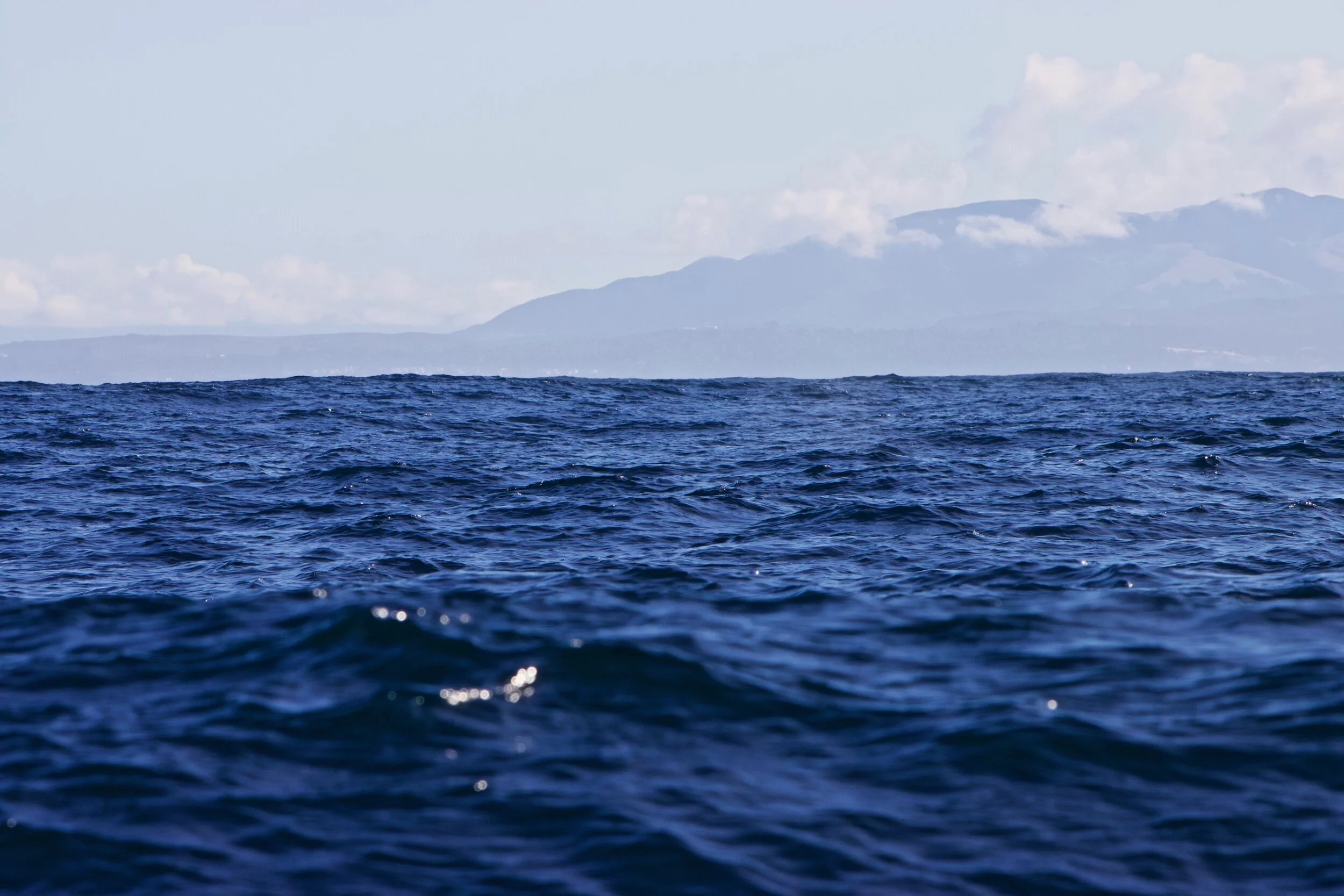 Morgan Rector Leaderone Southern Sea Otters of Monterey Bay — Morgan Rector Conservation ...
