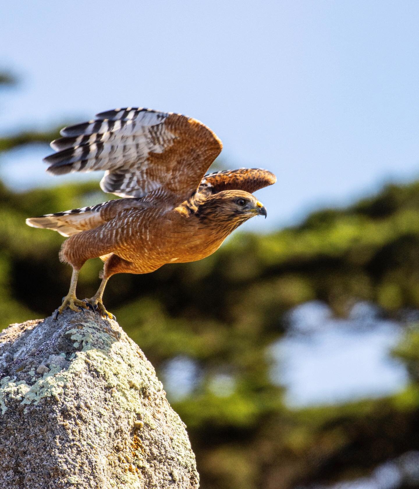 This speedy red-shouldered hawk was on the move as soon as I spotted it, hunting along the coastline!