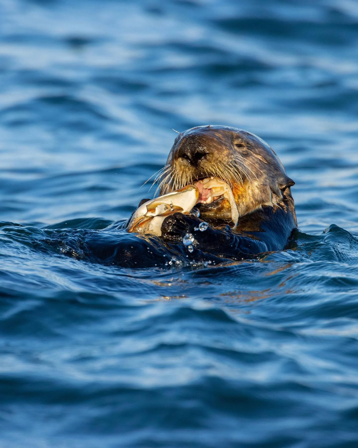Can you tell what this otter is munching on? I&rsquo;ll give you a hint, they are abundant at Elkhorn Slough!