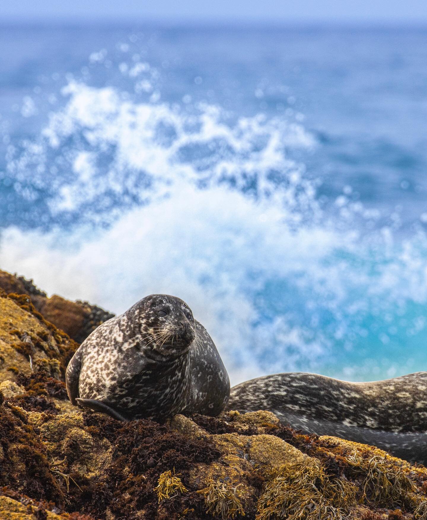 Here in Monterey Bay, CA, we are lucky to have a year-round resident population of Harbor Seals! Harbor Seals can be found swimming and hunting amongst the kelp forest, or &ldquo;hauled out&rdquo; like this one here. Harbor Seals haul out to rest, of