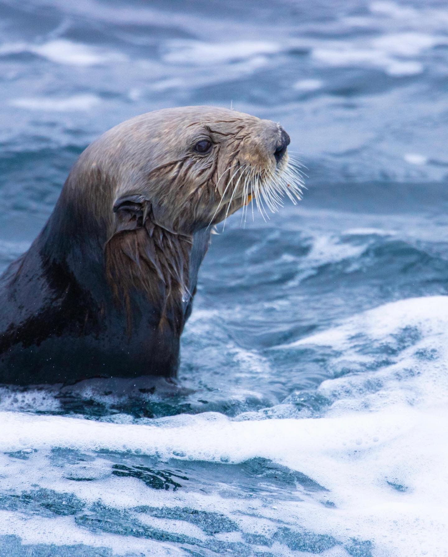 This mother sea otter was busy foraging for food when she noticed her pup had fallen asleep and was drifting away. Swipe to see what happened! 

P.S. these photos are not the greatest but I figured I&rsquo;d share them anyways! 

I hope everyone is h