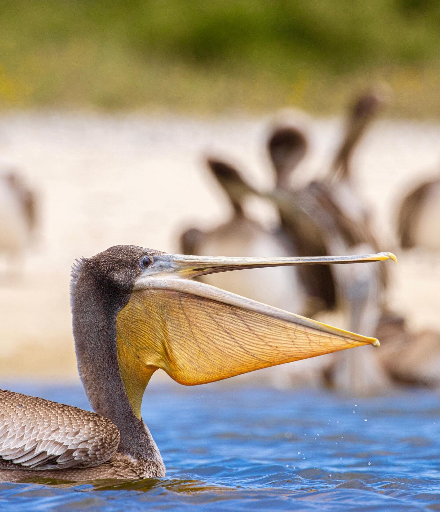 BROWN PELICANS!!! Which of these photos is your favorite?

See that massive throat pouch? It can hold up to three gallons of water! Brown Pelicans are the only &ldquo;plunge divers,&rdquo; meaning they dive from the surface (from up to 60 ft above th