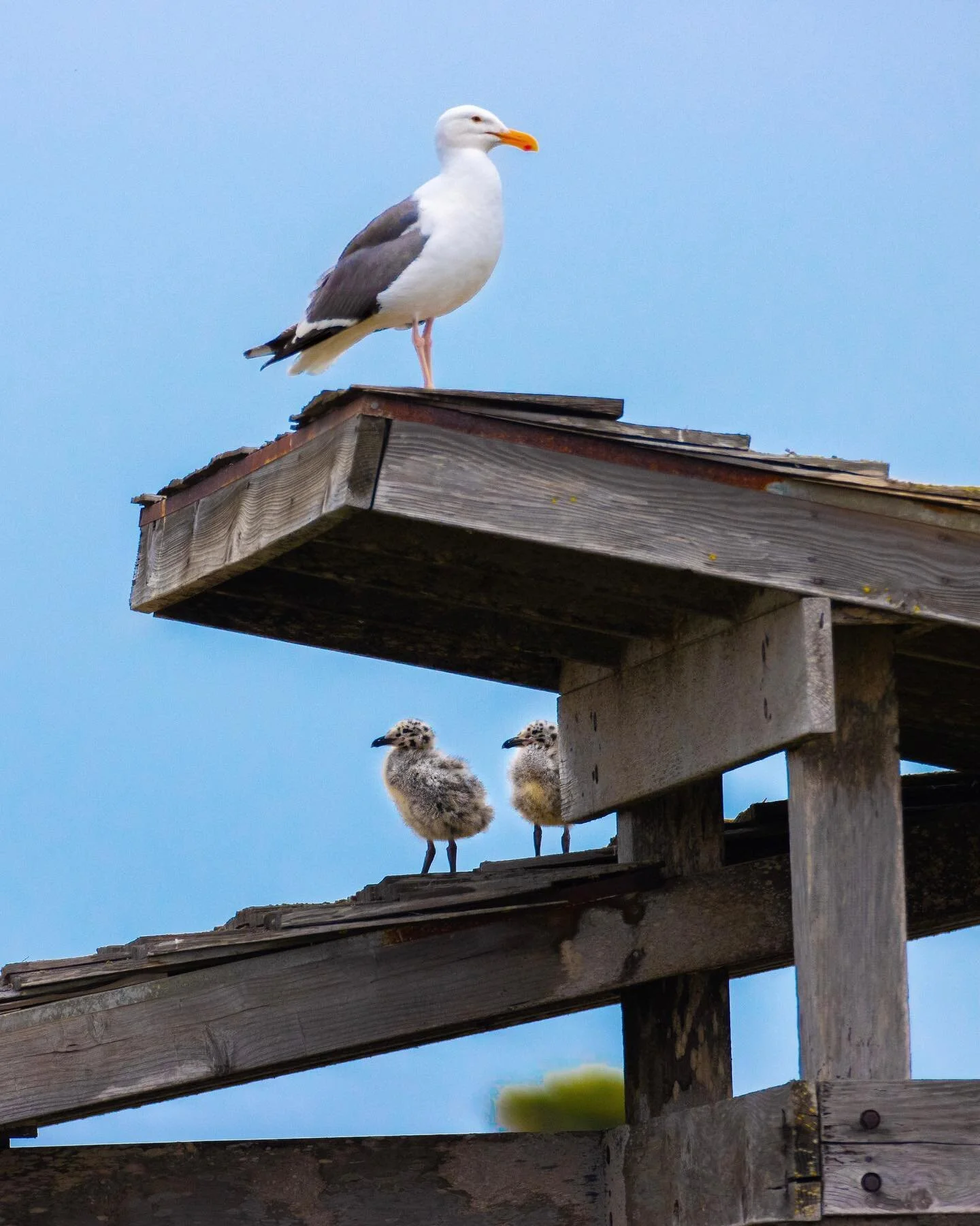 Fierce mother guarding her chicks! 

In fact, I saw her dive bombing multiple tourists who got just a little too close. If you&rsquo;ve ever had a western  gull fly towards you&rsquo;re head, it&rsquo;s actually pretty intimidating. The tourists thou