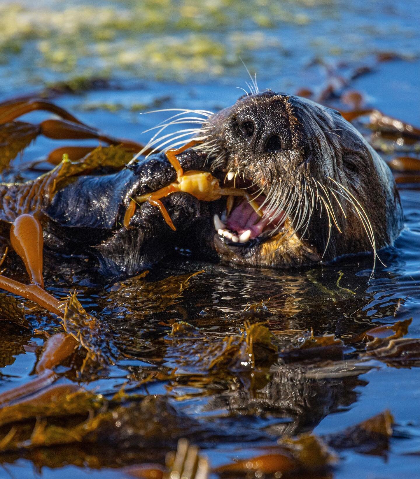 A southern sea otter munching on a crab! This was the first photo I have been able to go out and take in a while. I love photography so much, and it has been bumming me out that I haven&rsquo;t been out shooting as much as I would like to recently. I