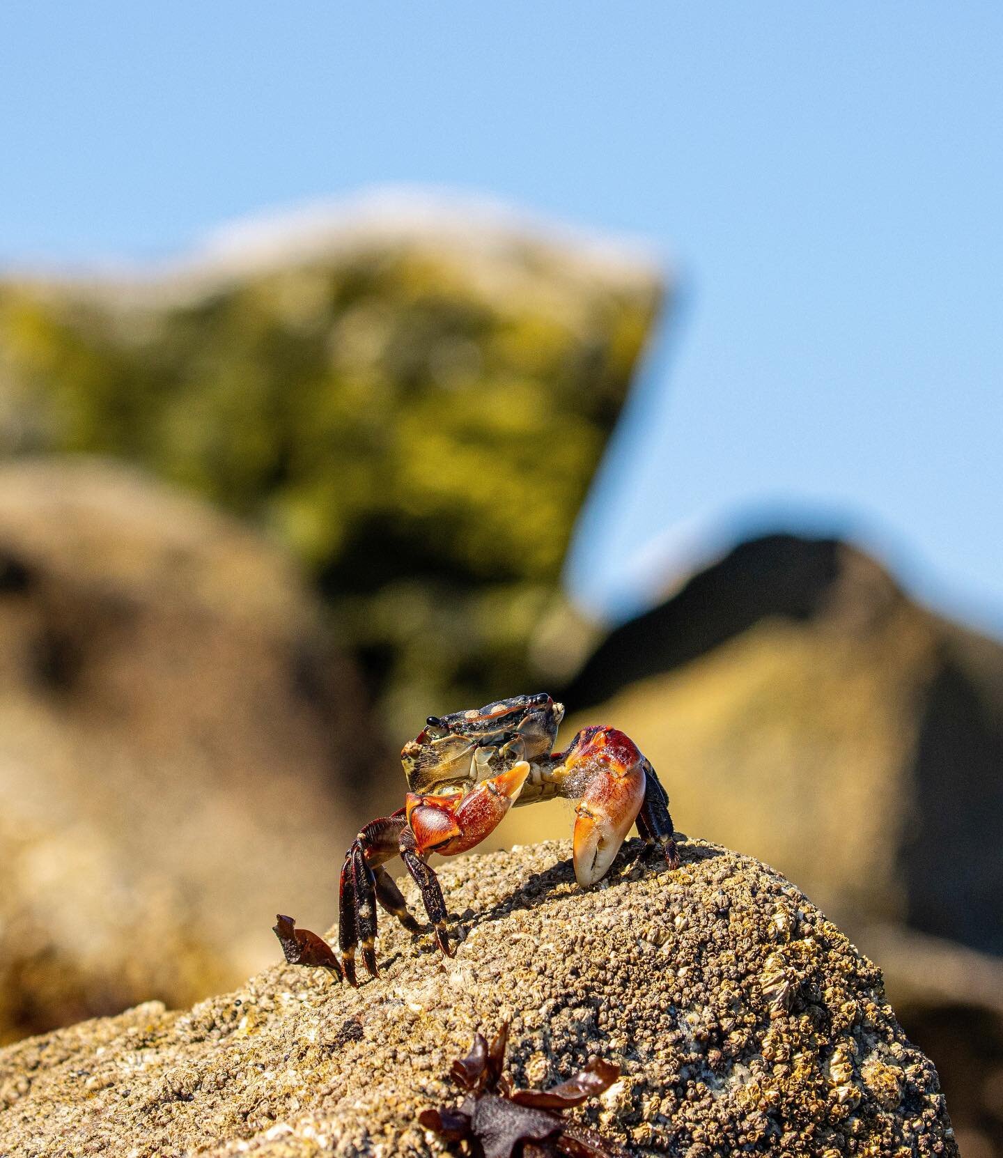 Hello little Striped Shore Crab!

These small crabs are common along the coastlines here in Monterey. In fact, they can be found on rocky coastlines from Oregon to Ensenada, Mexico. Although you may spot one during the day- they are actually much mor