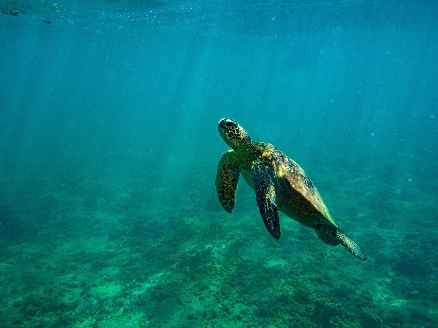 I&rsquo;ll be the first to admit I still have a lot to learn about underwater photography... but I sure had fun photographing this beautiful Hawaiian Green Sea Turtle in Kauai! 

I learned while visiting Kauai that this turtle species is the most com