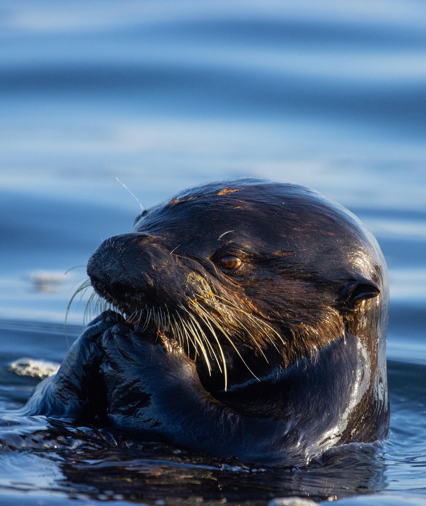 When I first reviewed this photo, I was so excited to see the detail in the sea otter&rsquo;s eye! The warm light from the sunset landed just right to allow me to see so much detail! 

Want to learn more about sea otter vision? @seaottersavvy has a w