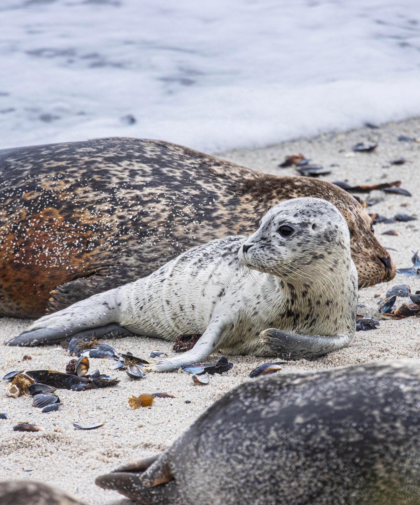 One of my very favorite times of the year is here... HARBOR SEAL PUPPING SEASON!

These pups are absolutely adorable! In the past few days, there have been quite a few births, and there are now about 22 harbor seal pups in the Hopkins beach area! The