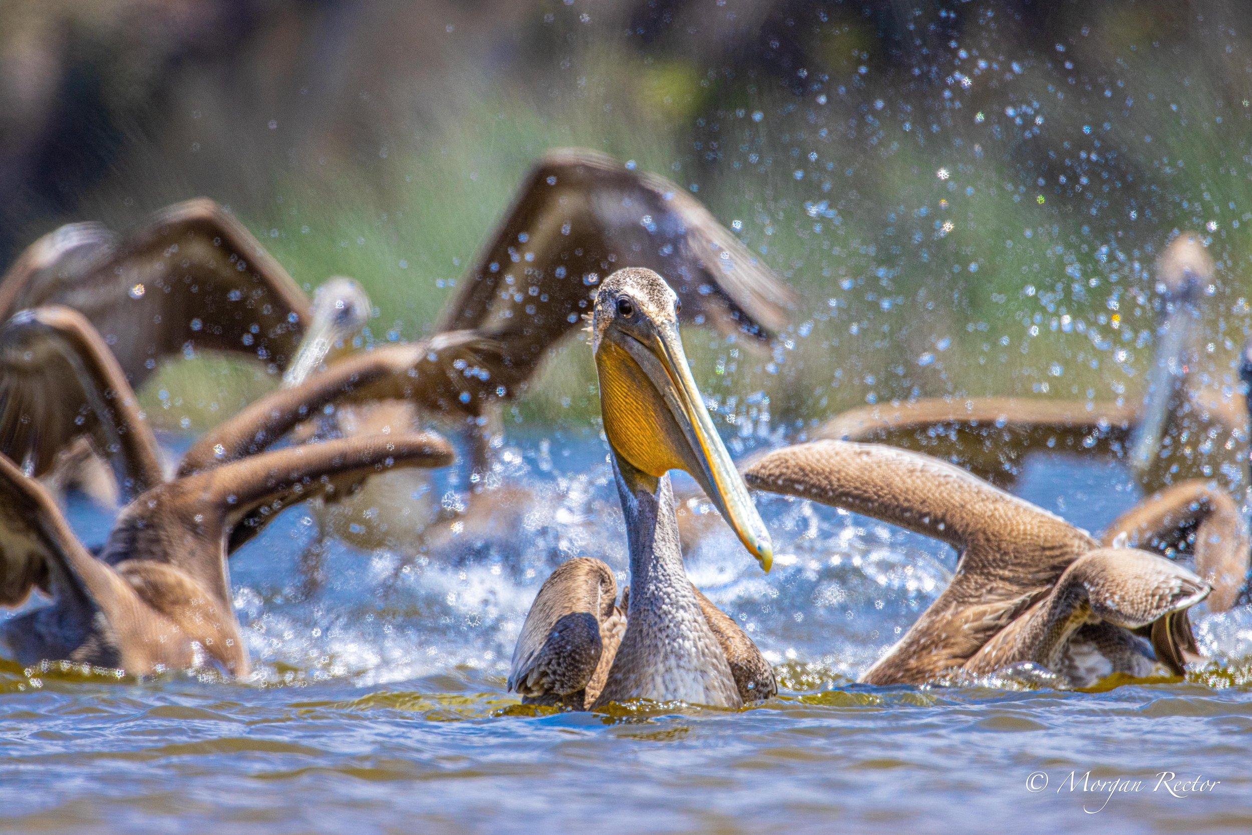 Brown Pelicans. Image 60