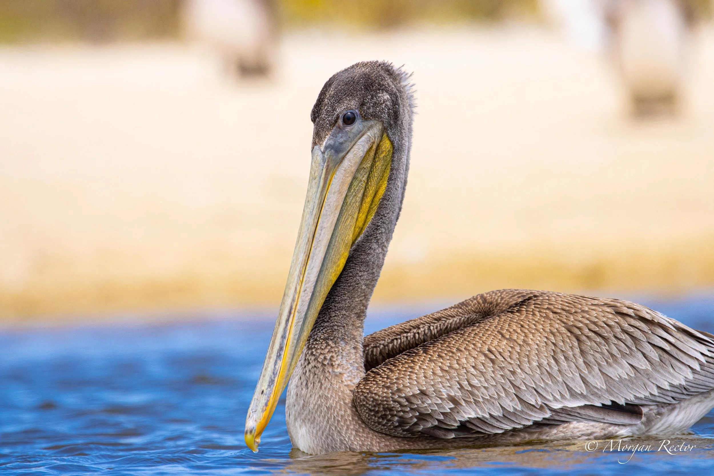 Brown Pelican. Image 64