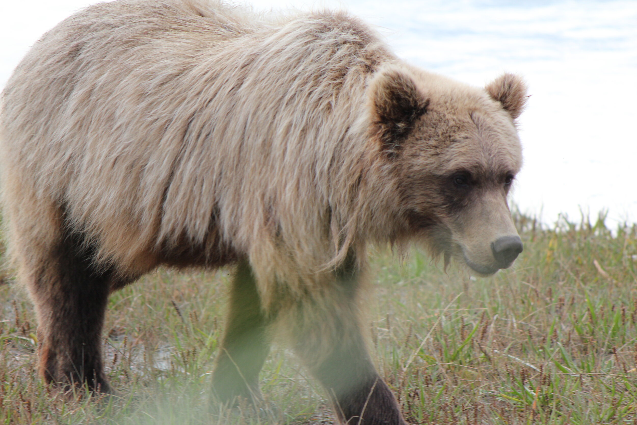 Alaska Brown Bear