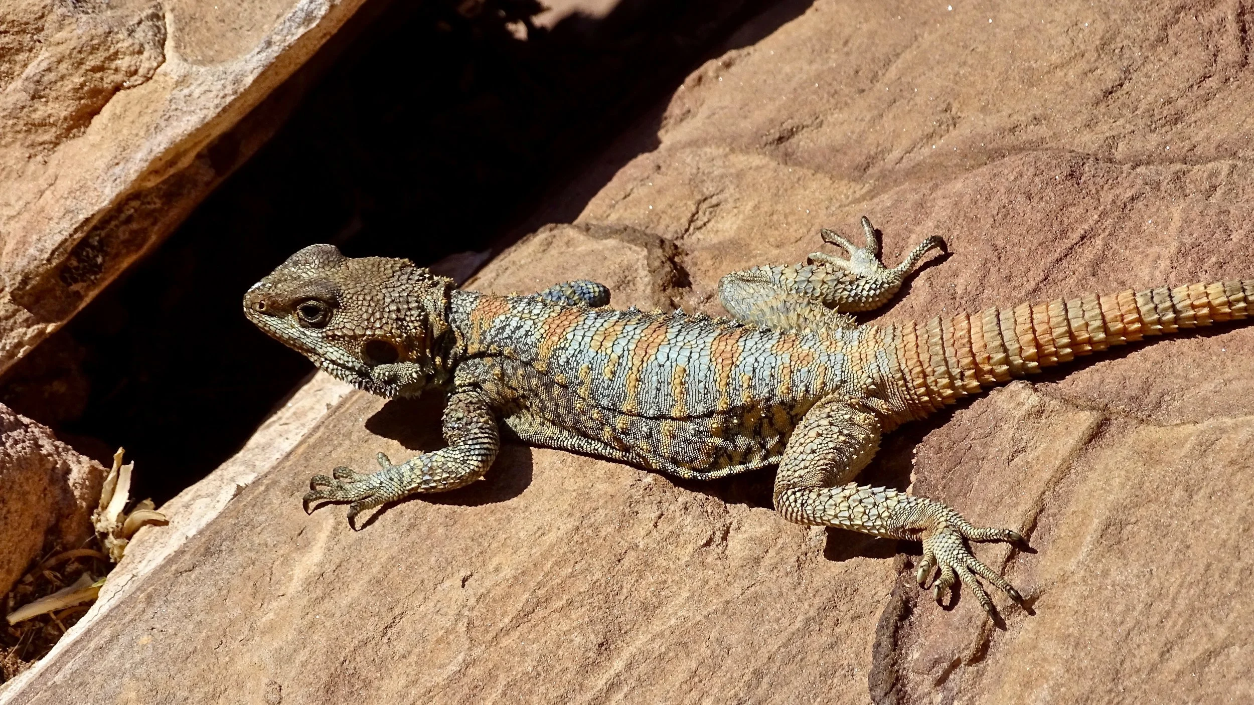 PART ONE: Lizards and Snakes and Bugs, Oh MY!