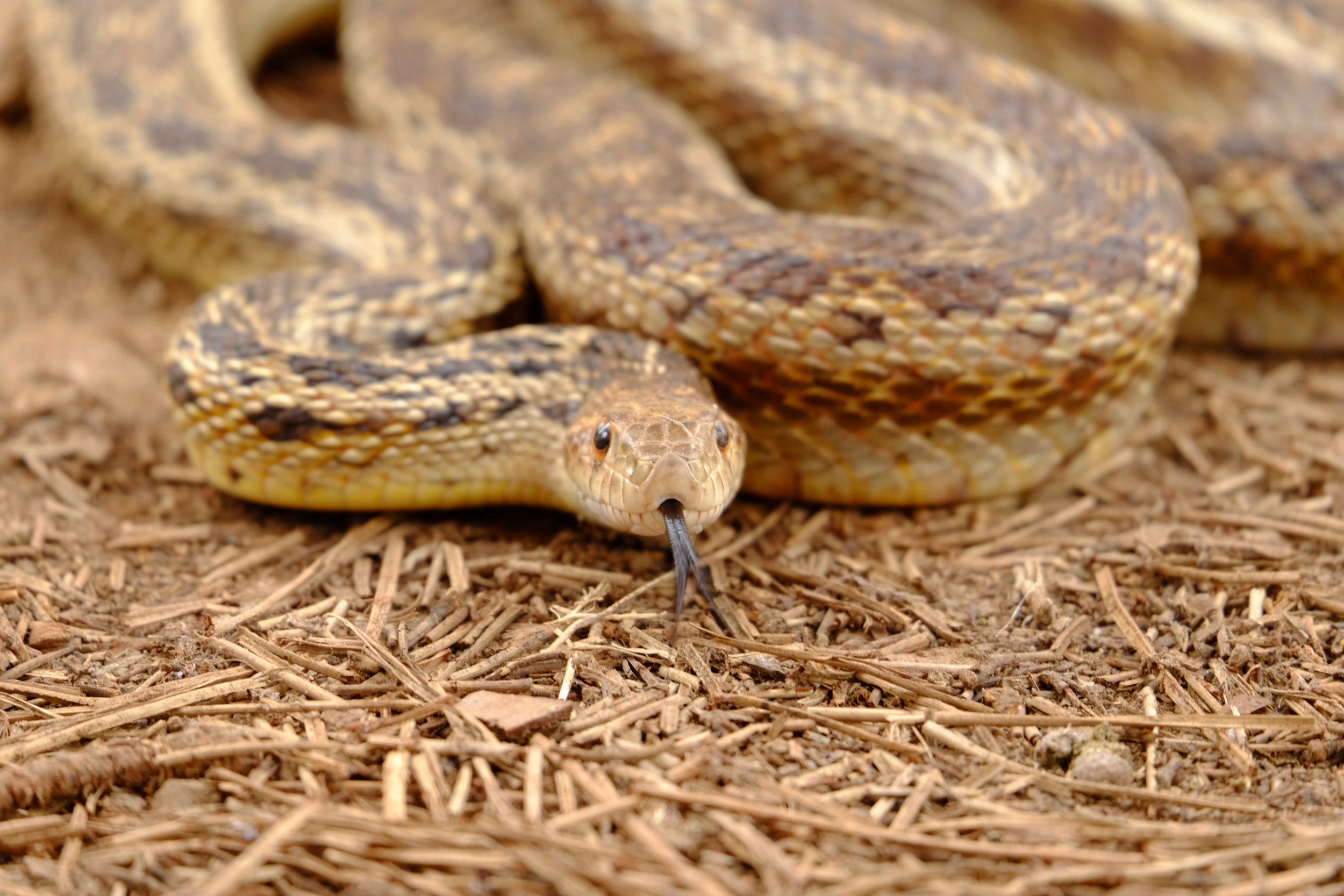 PART TWO: Lizards and Snakes and Bugs, Oh MY!