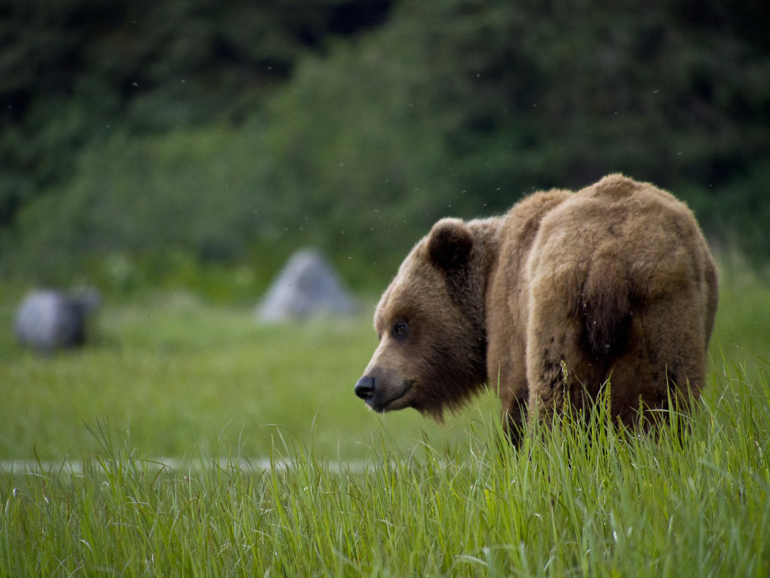 Bear Camp, Lake Clark National Park, Alaska (Awesome!!)