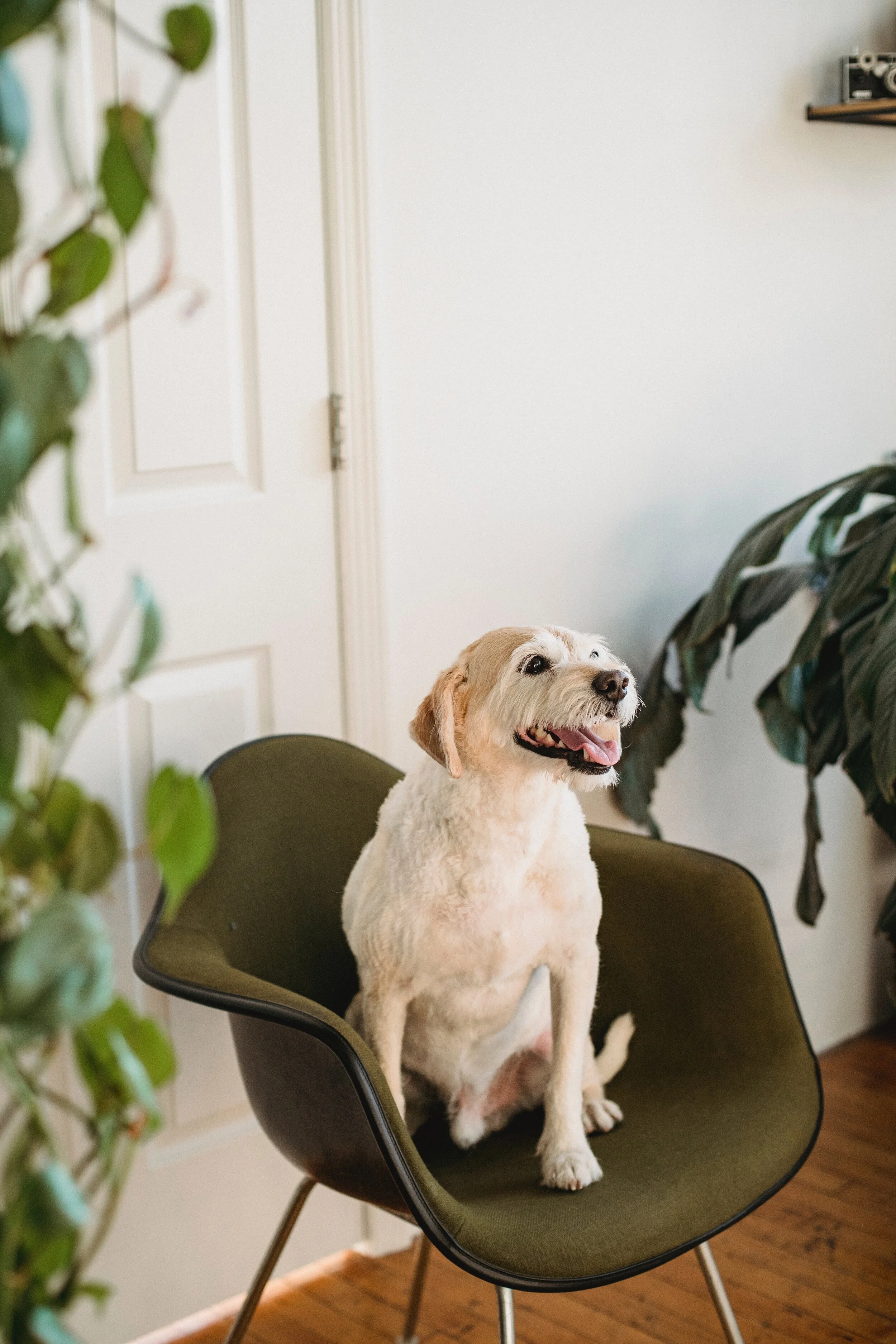 The Benefits of a Dog-friendly Workplace
